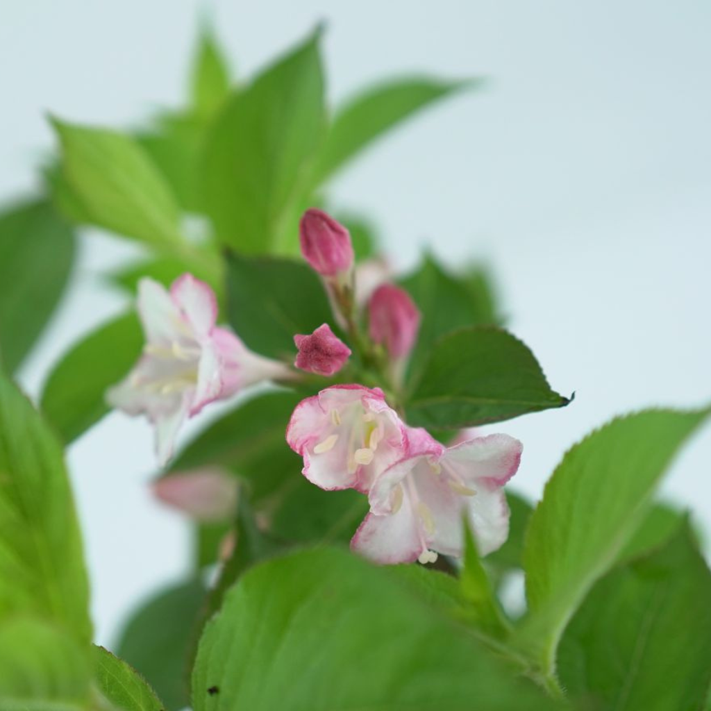 WEIGELA FLORIDA 'PINK PRINCESS' Krzewuszka cudowna