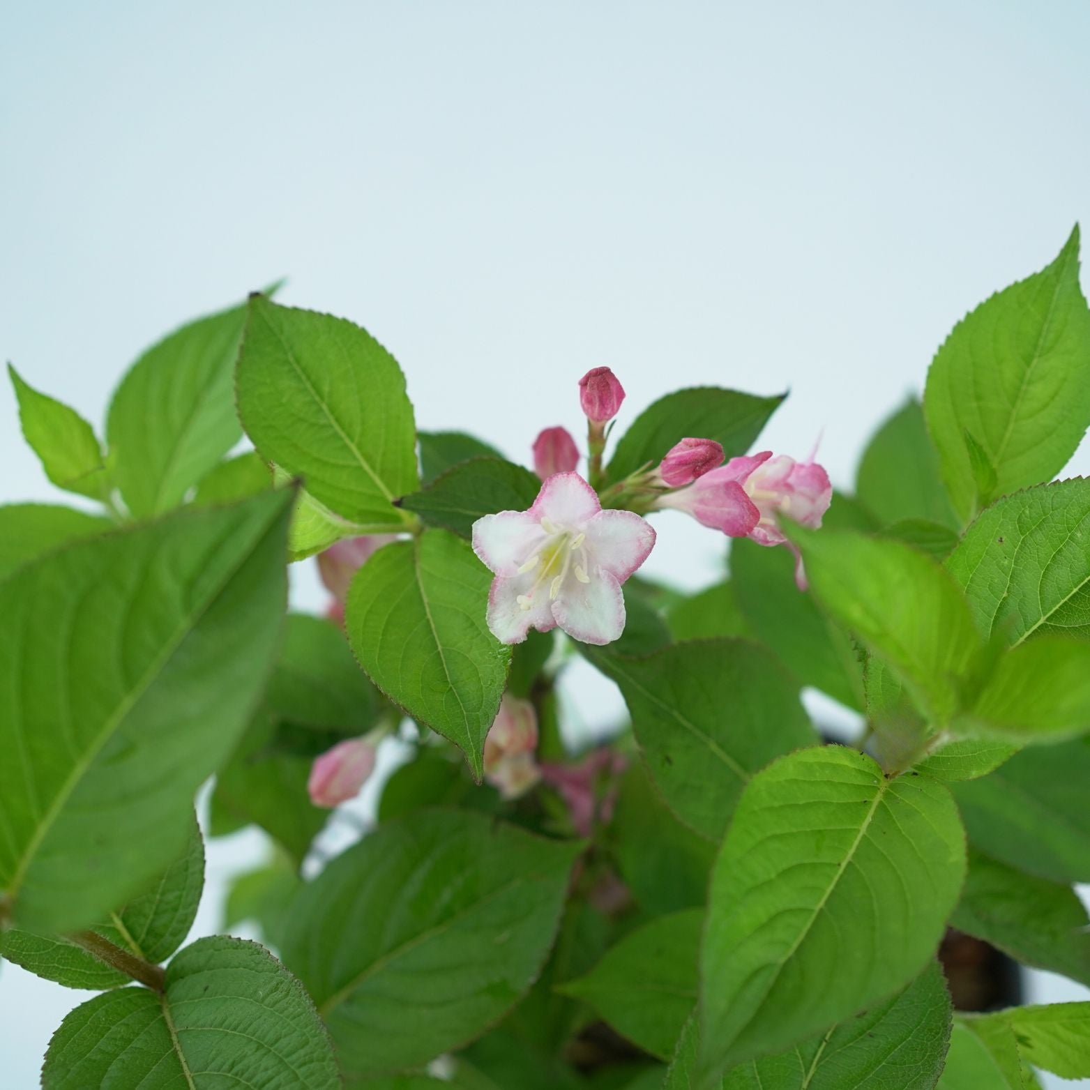 WEIGELA FLORIDA 'PINK PRINCESS' Krzewuszka cudowna
