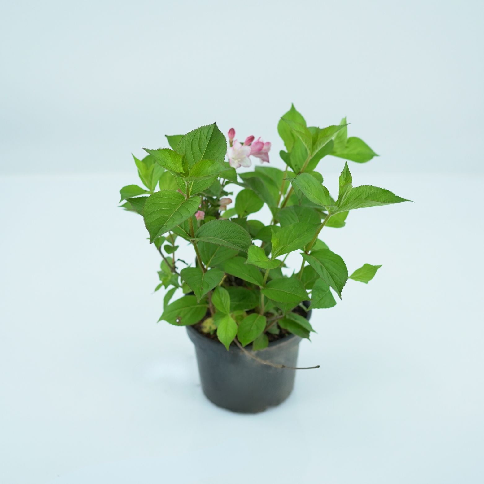 WEIGELA FLORIDA 'PINK PRINCESS' Krzewuszka cudowna