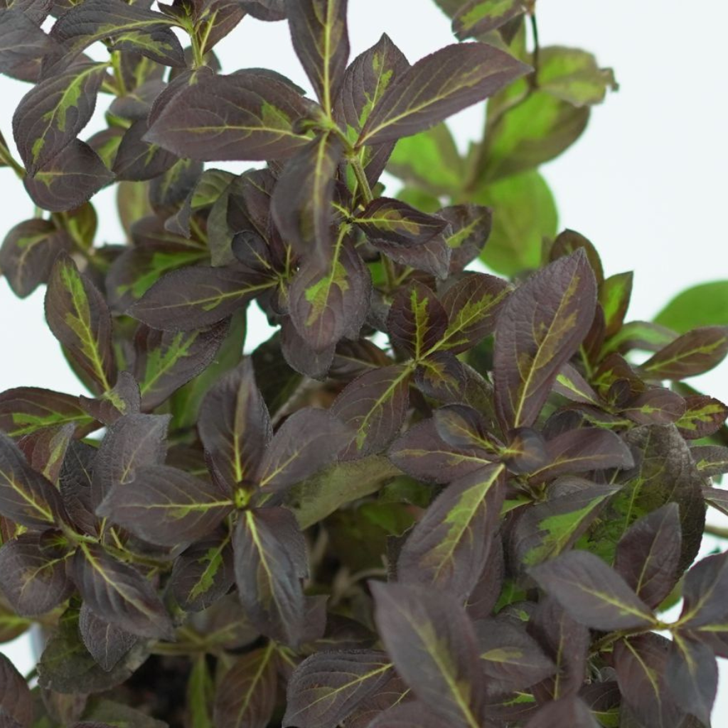 WEIGELA FLORIDA 'VINHO VERDE' Krzewuszka cudowna