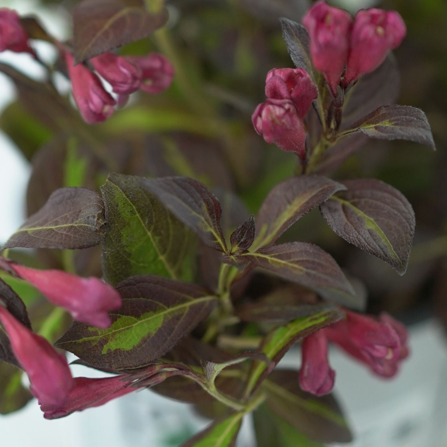 WEIGELA FLORIDA 'VINHO VERDE' Krzewuszka cudowna