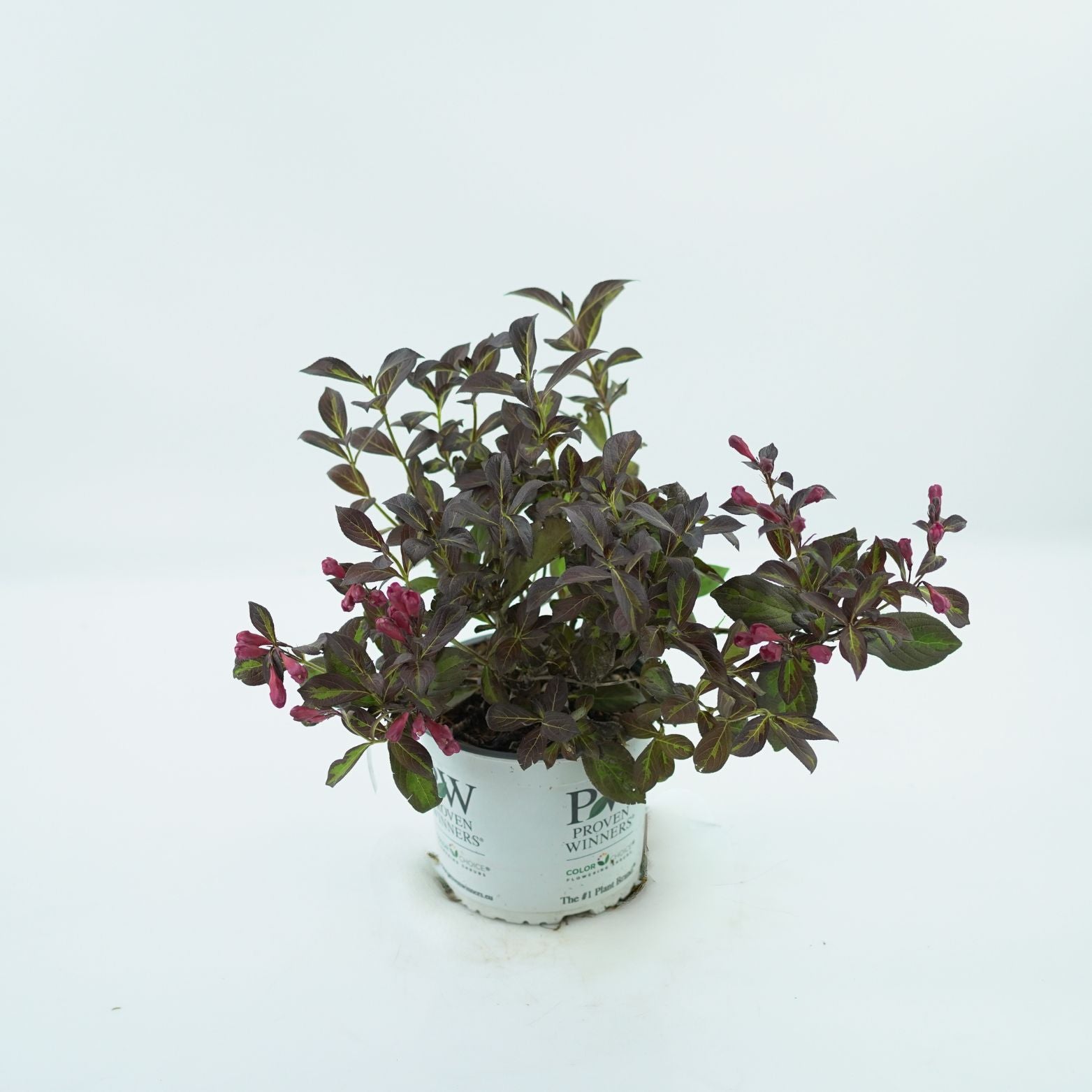 WEIGELA FLORIDA 'VINHO VERDE' Krzewuszka cudowna