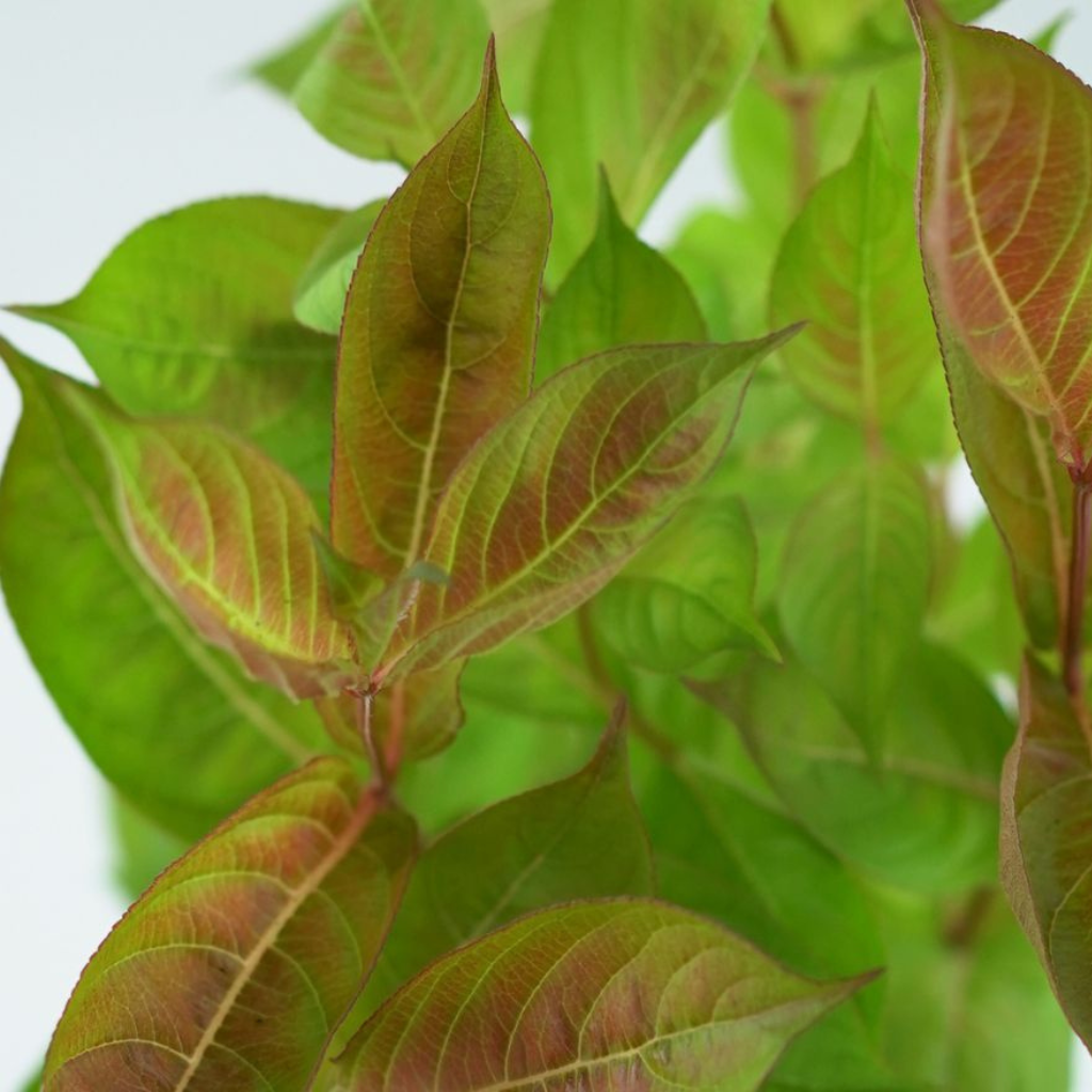 WEIGELA FLORIDA 'WINGS OF FIRE' Krzewuszka cudowna