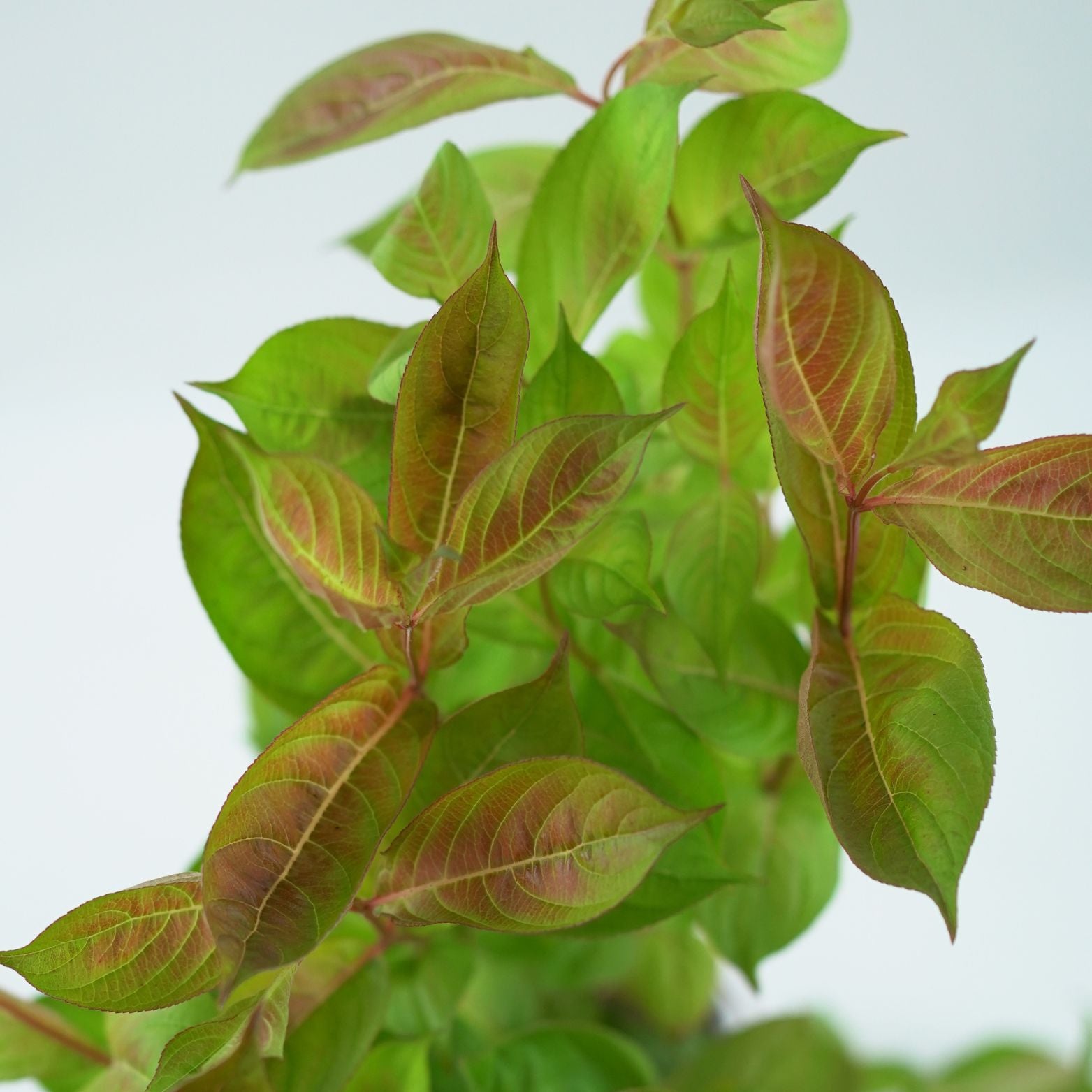 WEIGELA FLORIDA 'WINGS OF FIRE' Krzewuszka cudowna