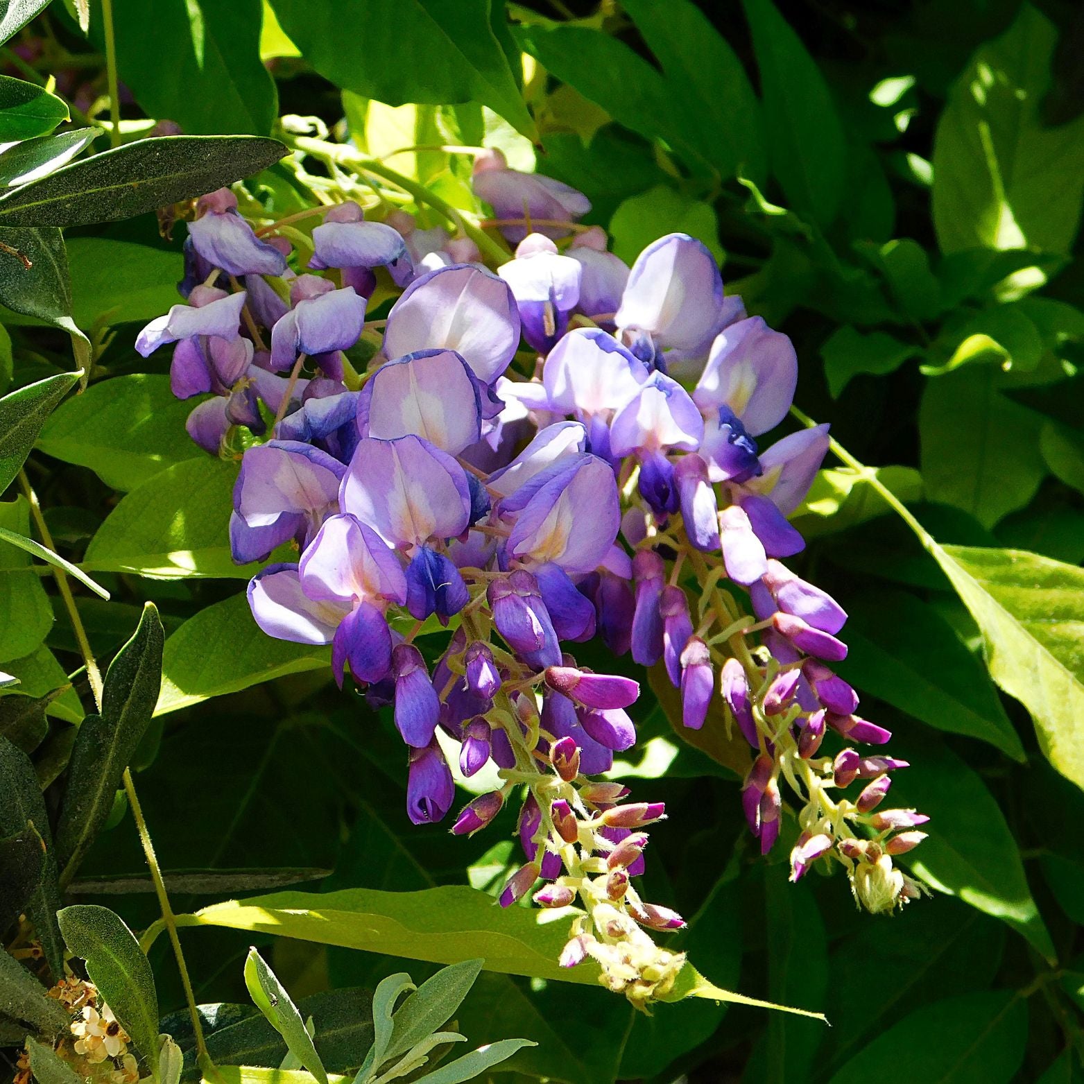 WISTERIA SINENSIS Glicynia chińska