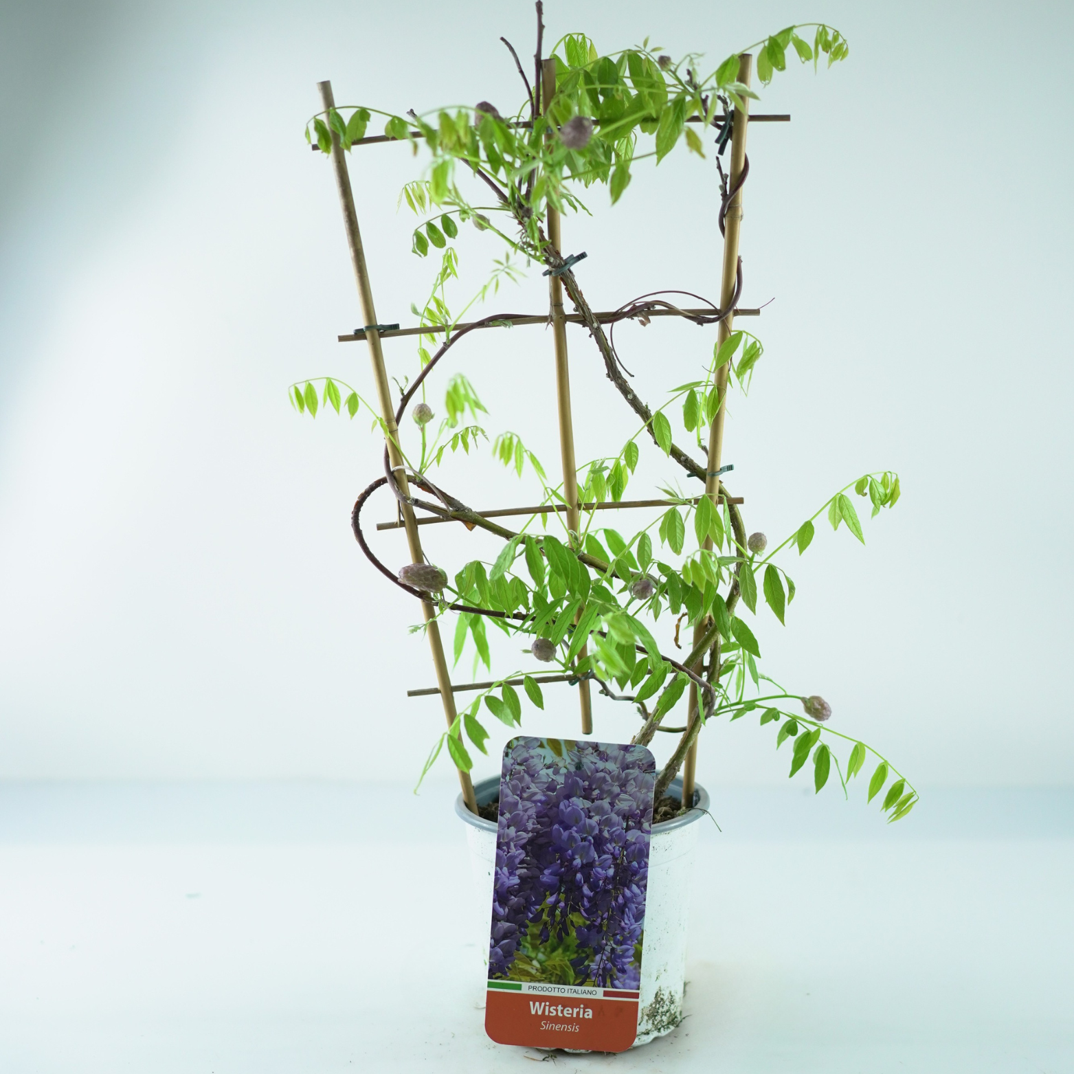 WISTERIA SINENSIS Glicynia chińska