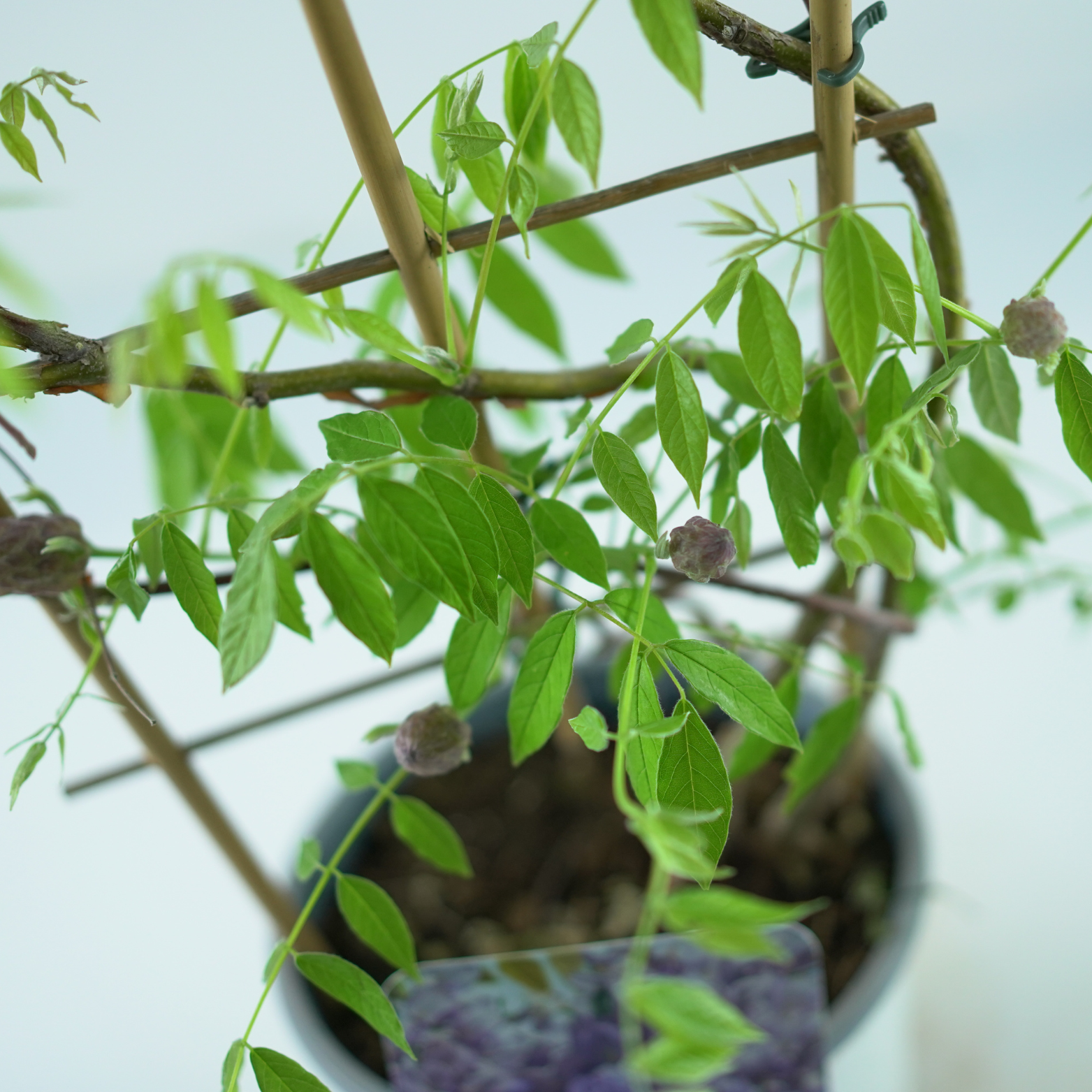 WISTERIA SINENSIS Glicynia chińska