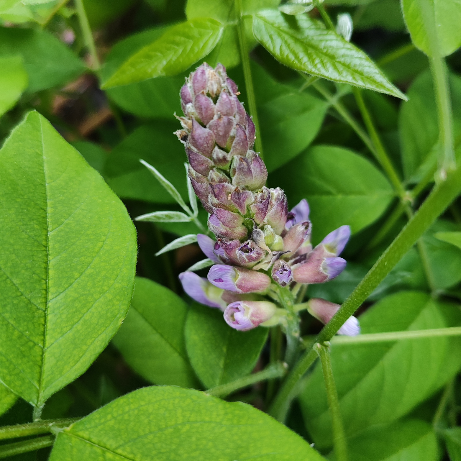 WISTERIA SINENSIS Glicynia chińska