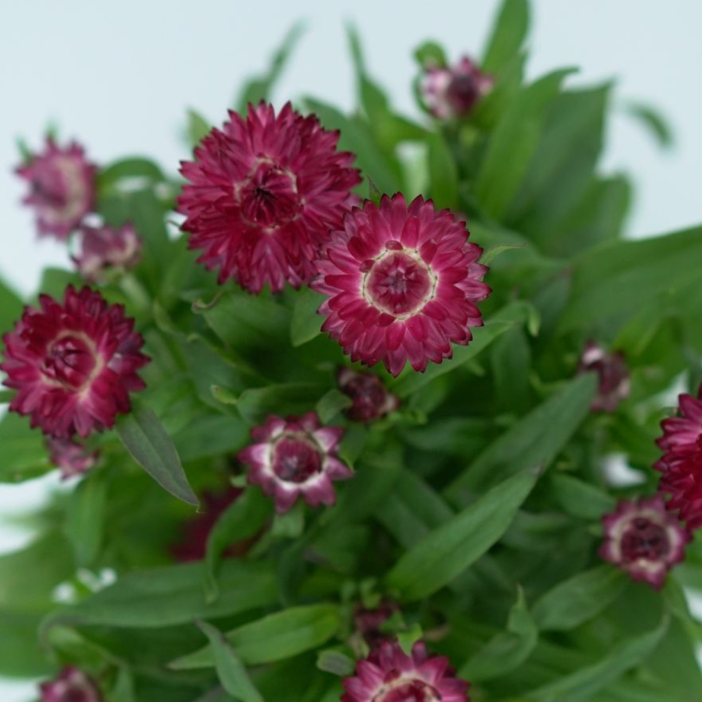 XEROCHRYSUM BRACTEATUM Kocanka ogrodowa
