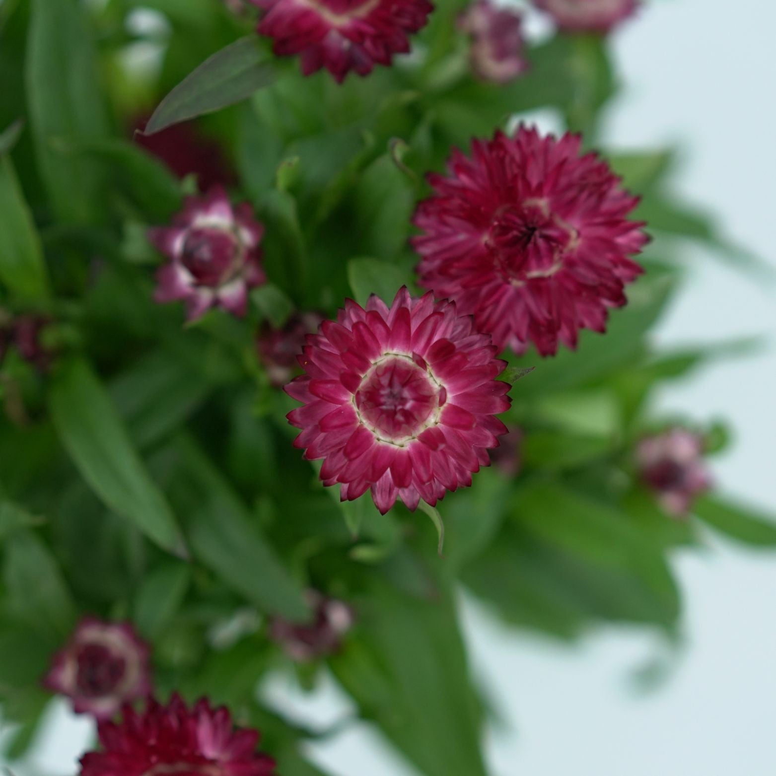 XEROCHRYSUM BRACTEATUM Kocanka ogrodowa