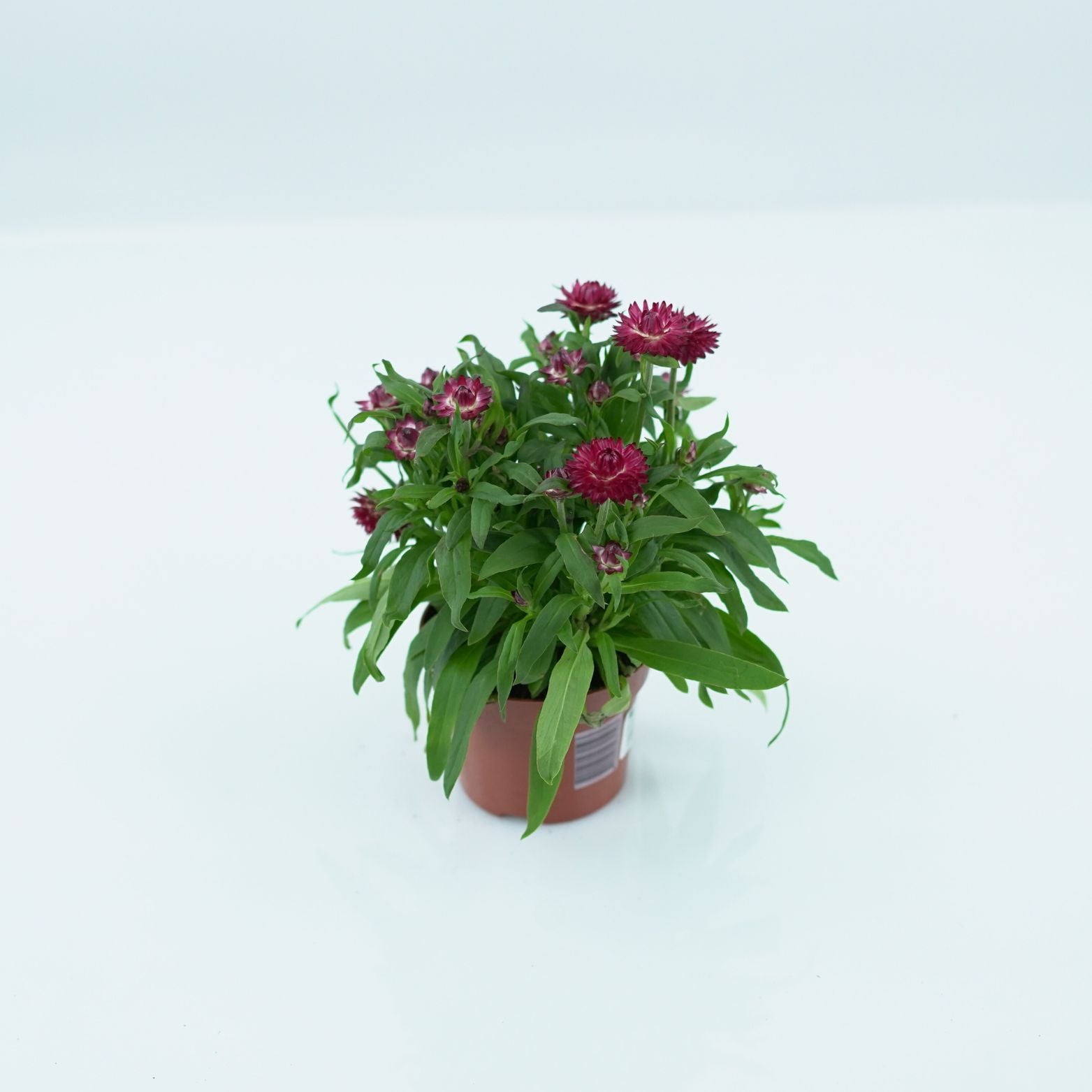 XEROCHRYSUM BRACTEATUM Kocanka ogrodowa