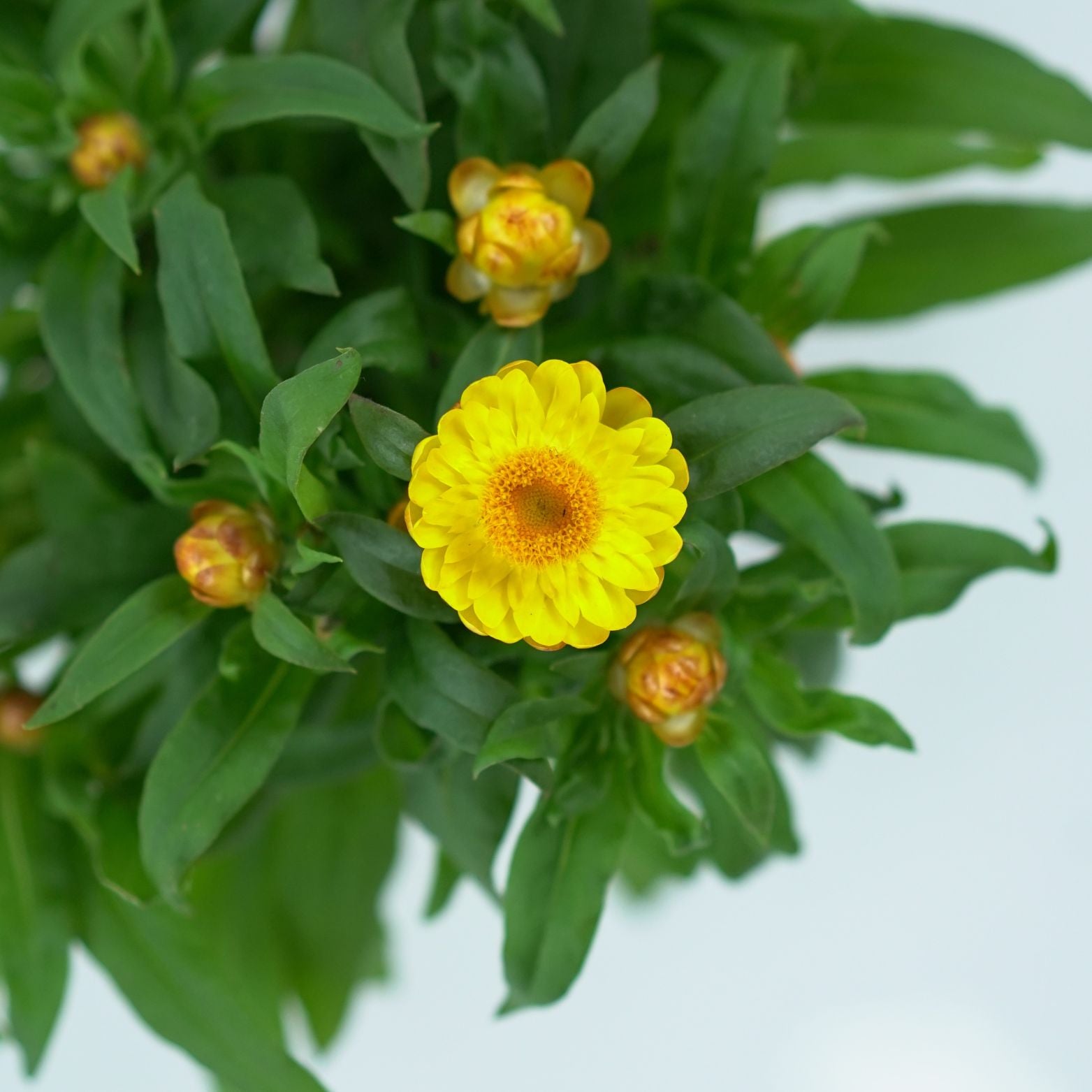 XEROCHRYSUM BRACTEATUM Kocanka ogrodowa