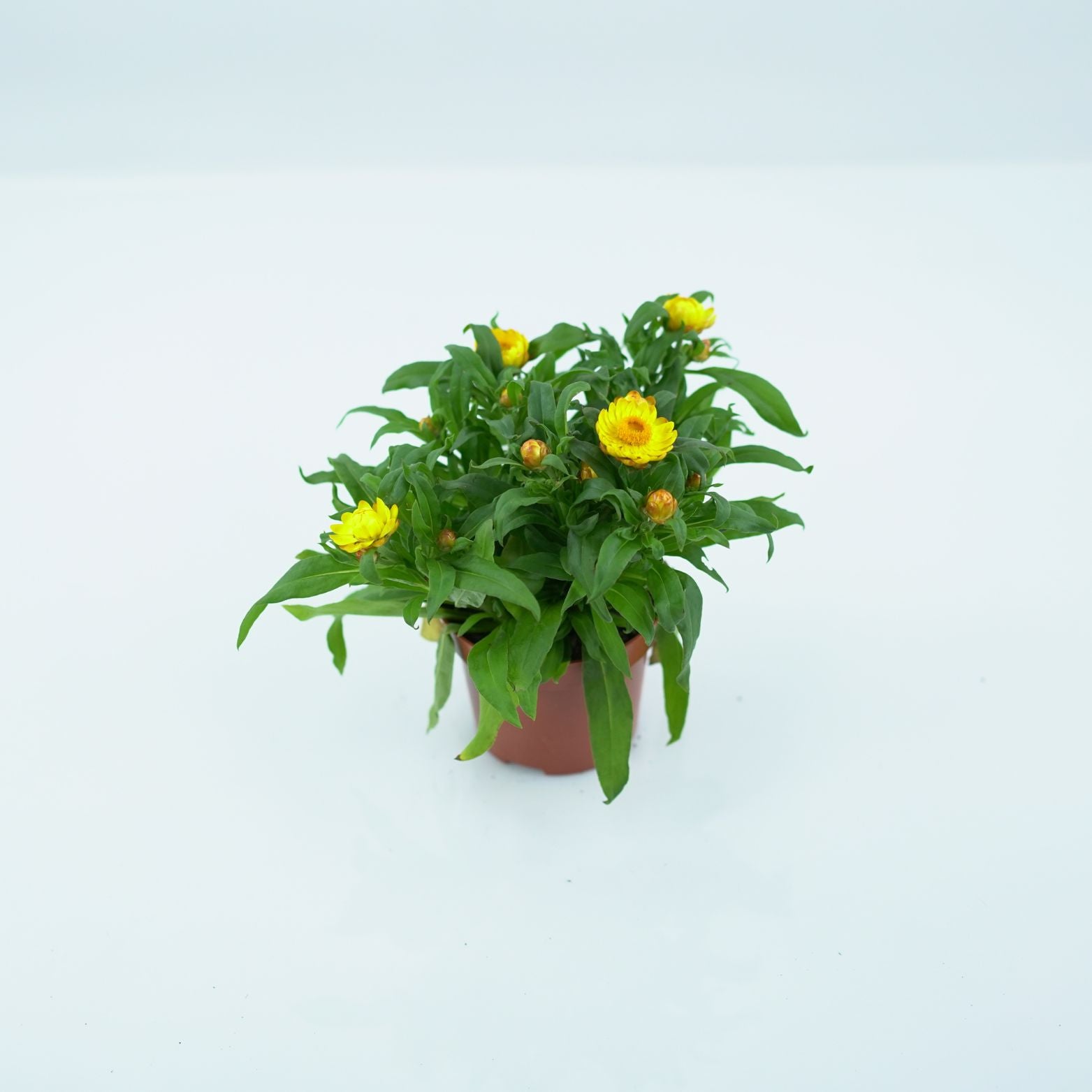 XEROCHRYSUM BRACTEATUM Kocanka ogrodowa