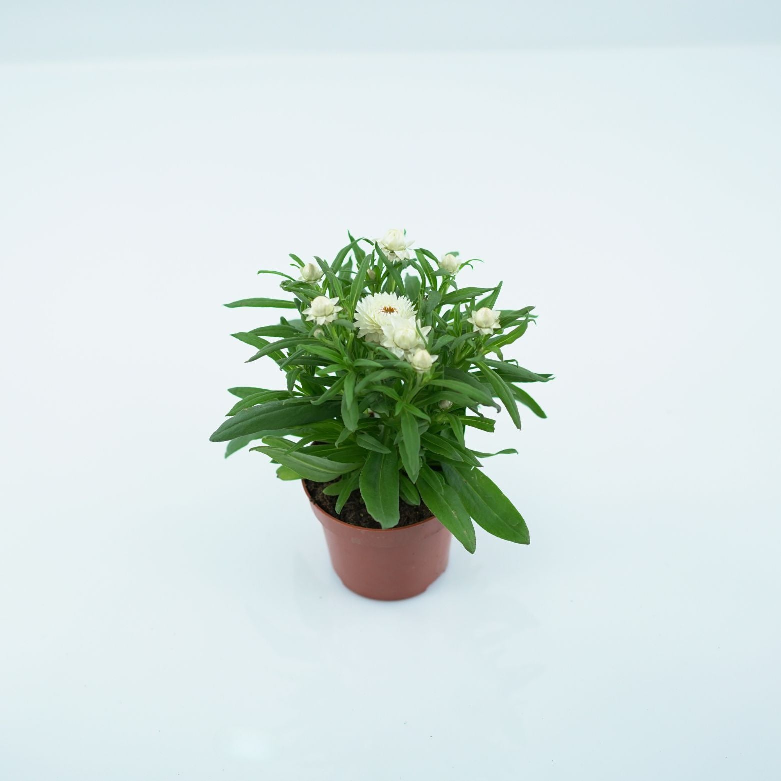 XEROCHRYSUM BRACTEATUM Kocanka ogrodowa