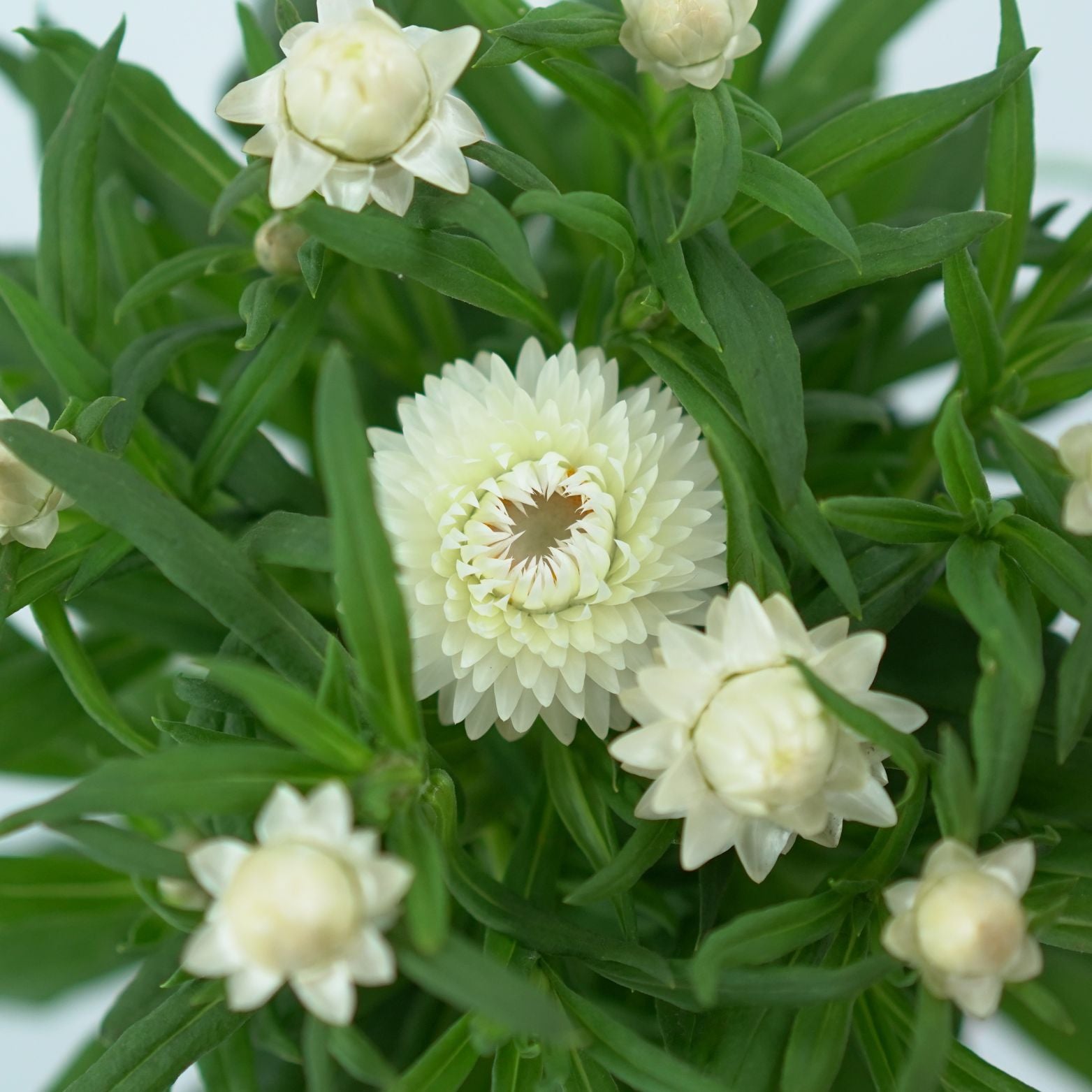 XEROCHRYSUM BRACTEATUM Kocanka ogrodowa