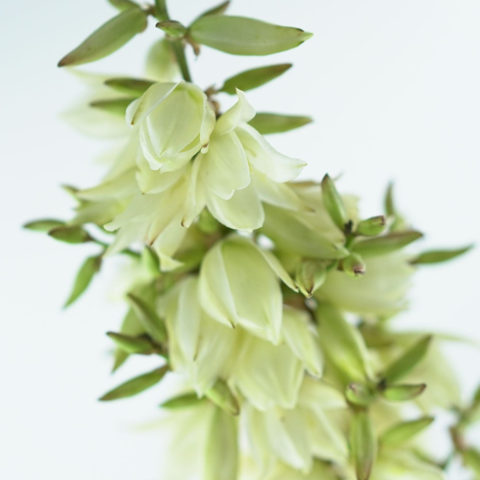 YUCCA FILAMENTOSA Yuka karolińska