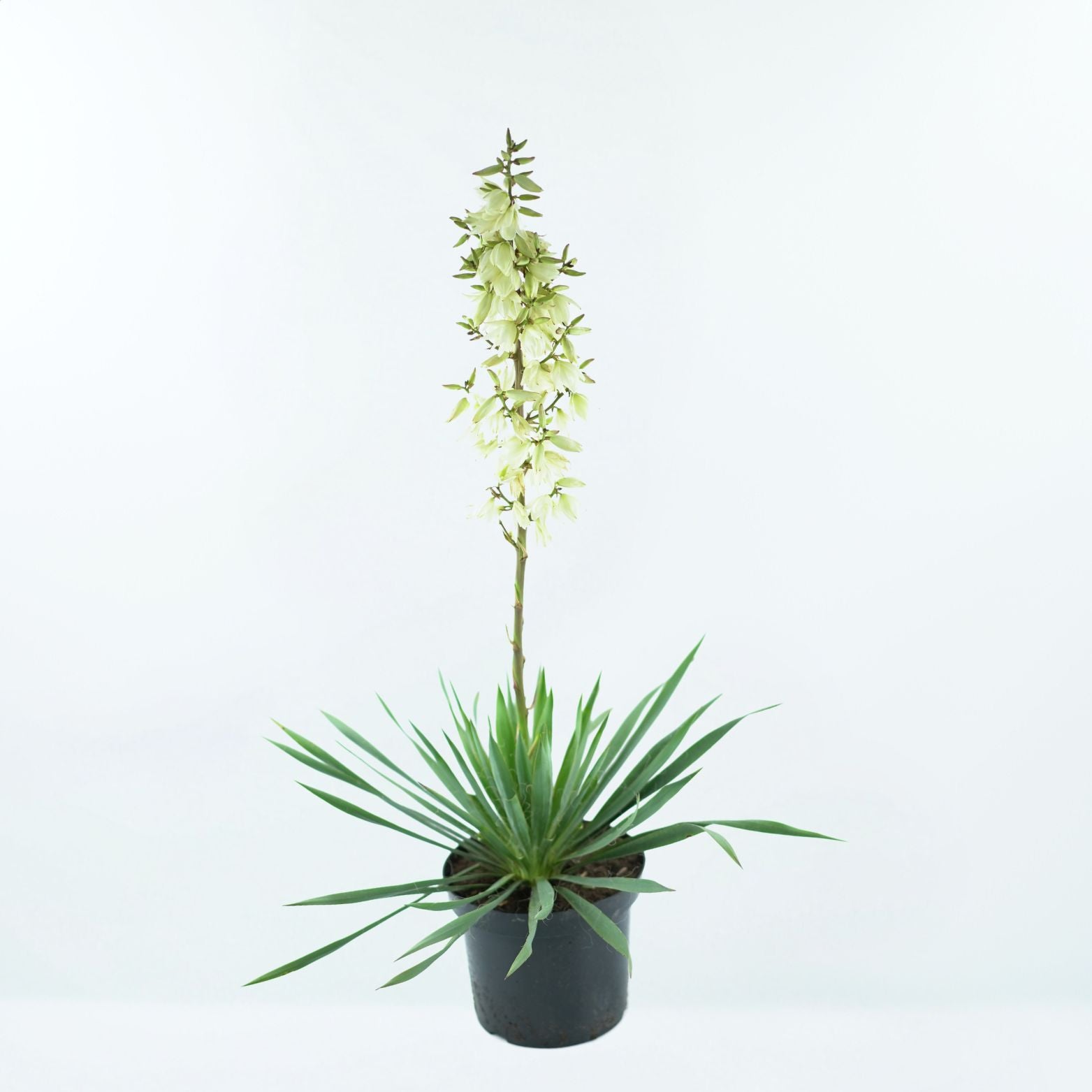 YUCCA FILAMENTOSA Yuka karolińska
