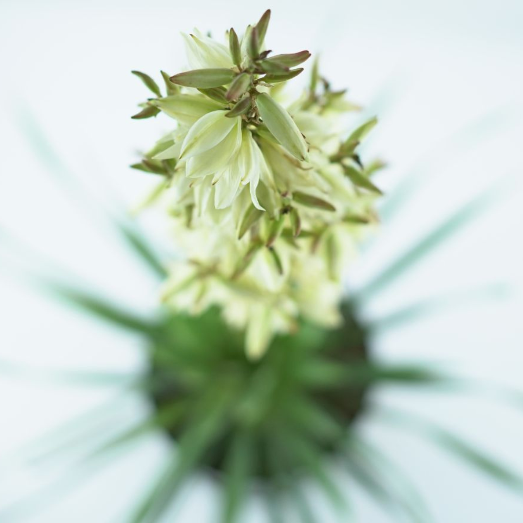 YUCCA FILAMENTOSA Yuka karolińska