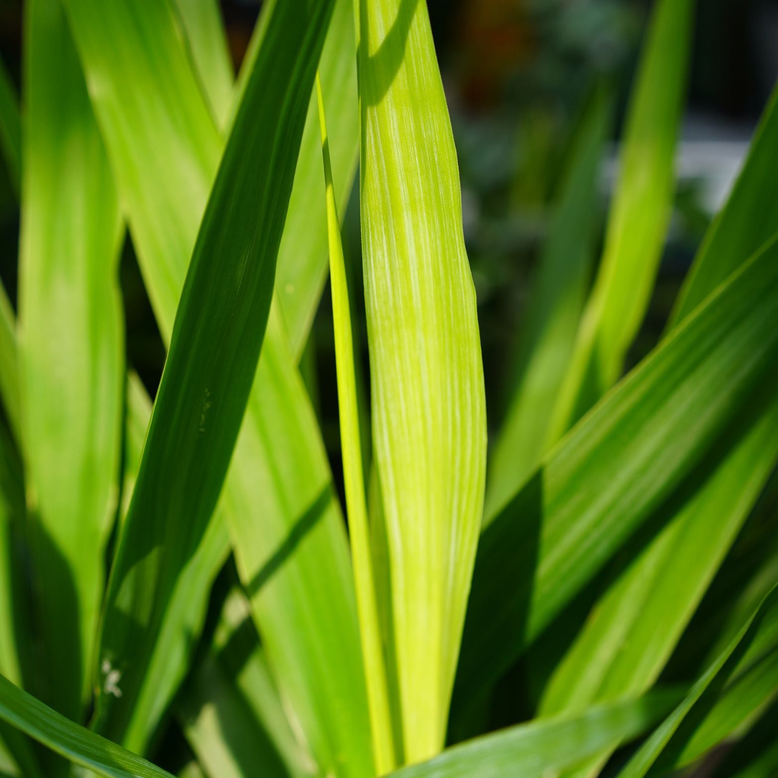 YUCCA Juka