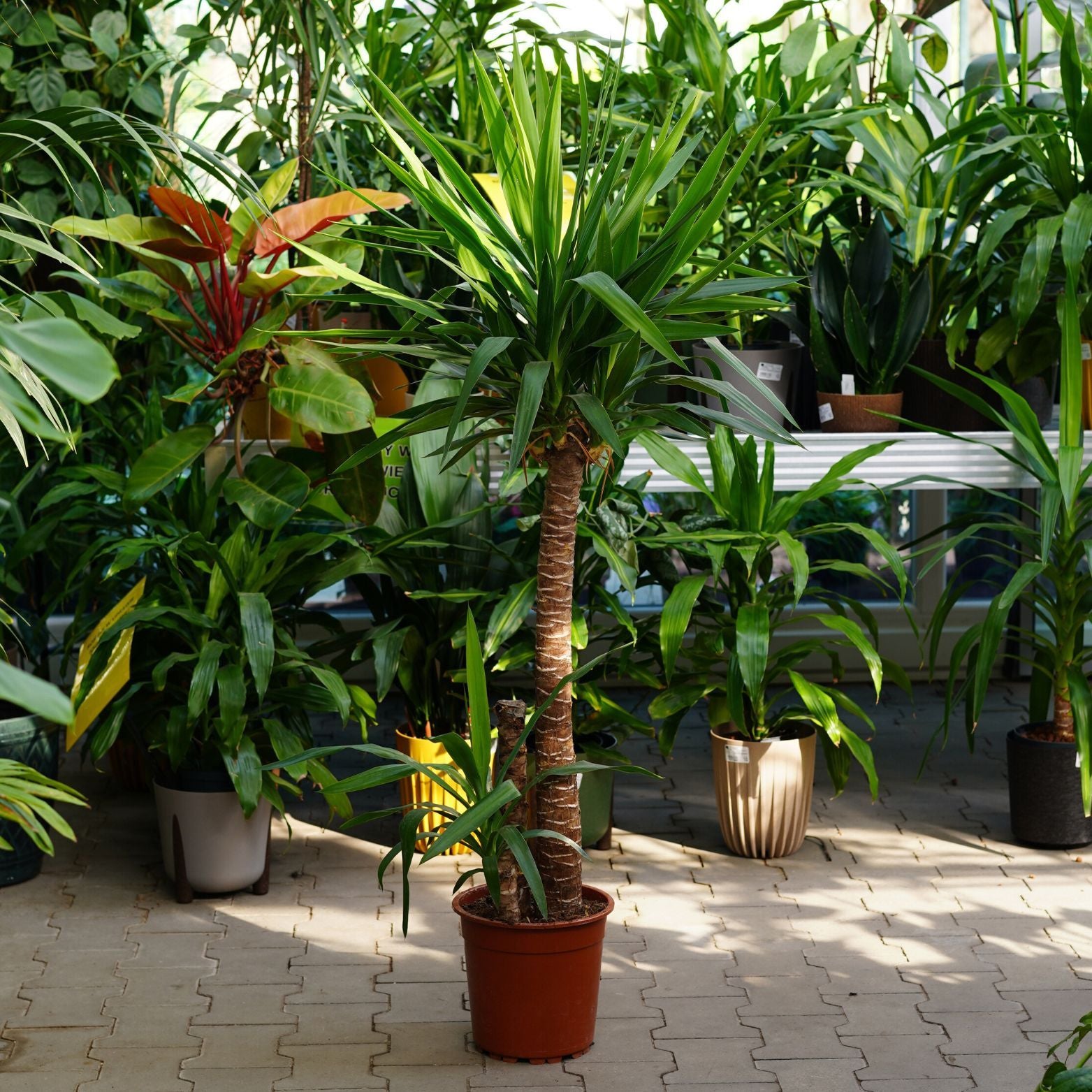 YUCCA Juka