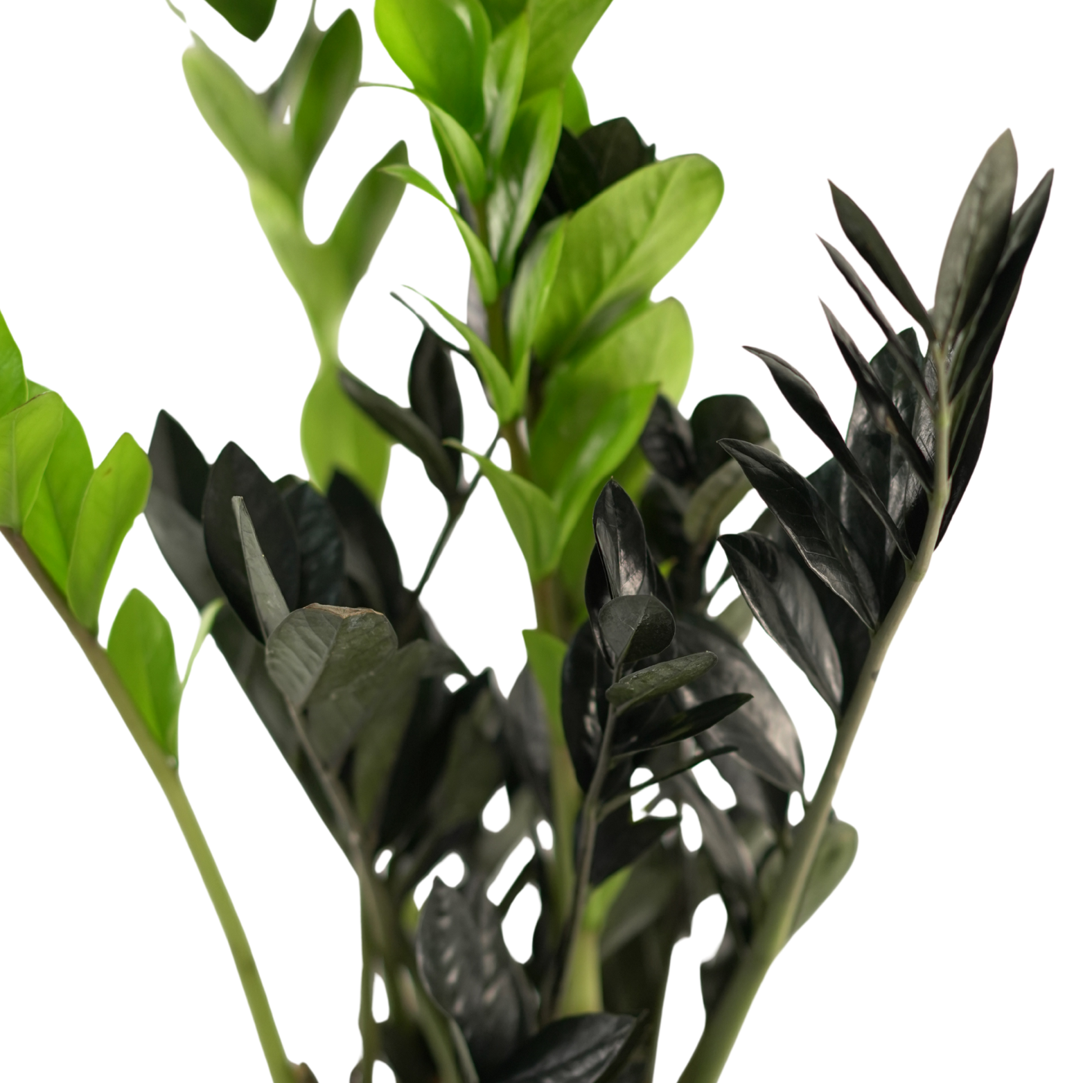 ZAMIOCULCAS ZAMIIFOLIA 'RAVEN' Zamiokulkas zamiolistny