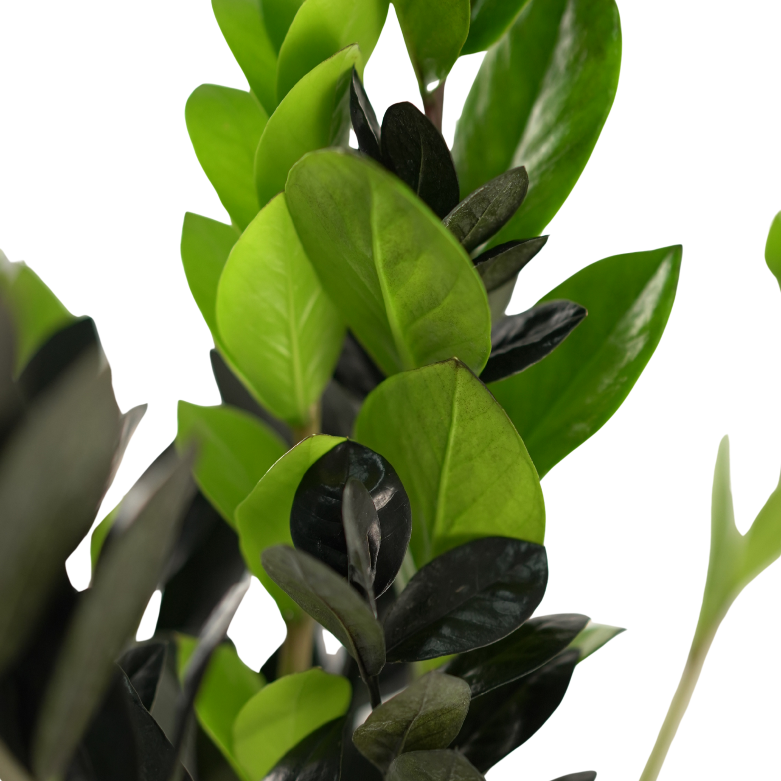 ZAMIOCULCAS ZAMIIFOLIA 'RAVEN' Zamiokulkas zamiolistny