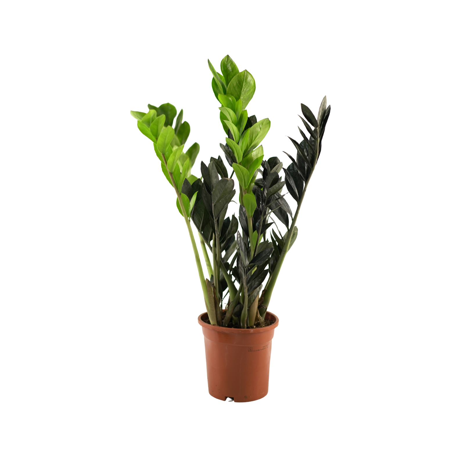 ZAMIOCULCAS ZAMIIFOLIA 'RAVEN' Zamiokulkas zamiolistny