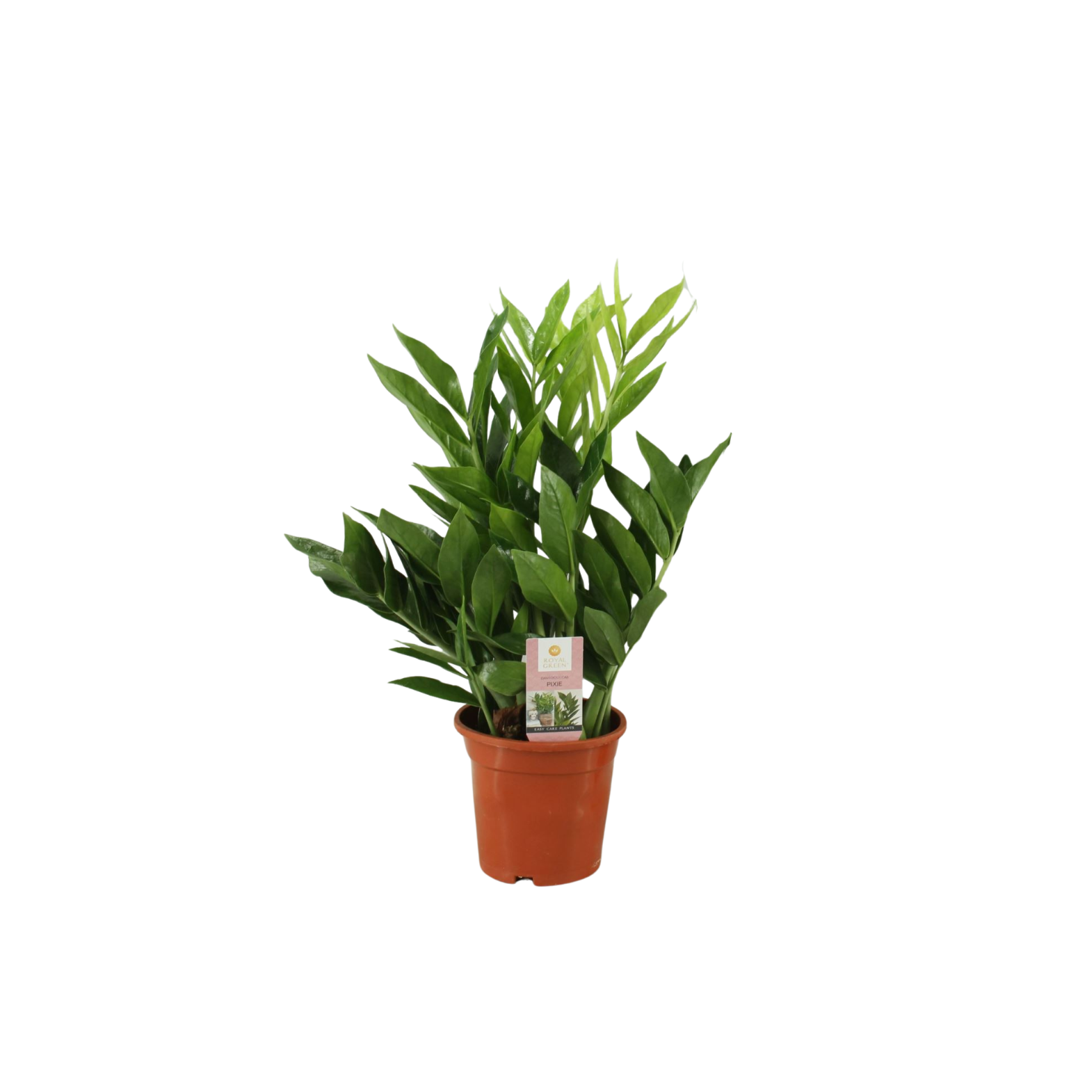 ZAMIOCULCAS ZAMIIFOLIA 'PIXIE' Zamiokulkas zamiolistny