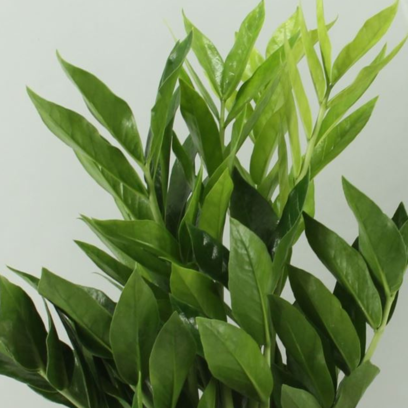 ZAMIOCULCAS ZAMIIFOLIA 'PIXIE' Zamiokulkas zamiolistny