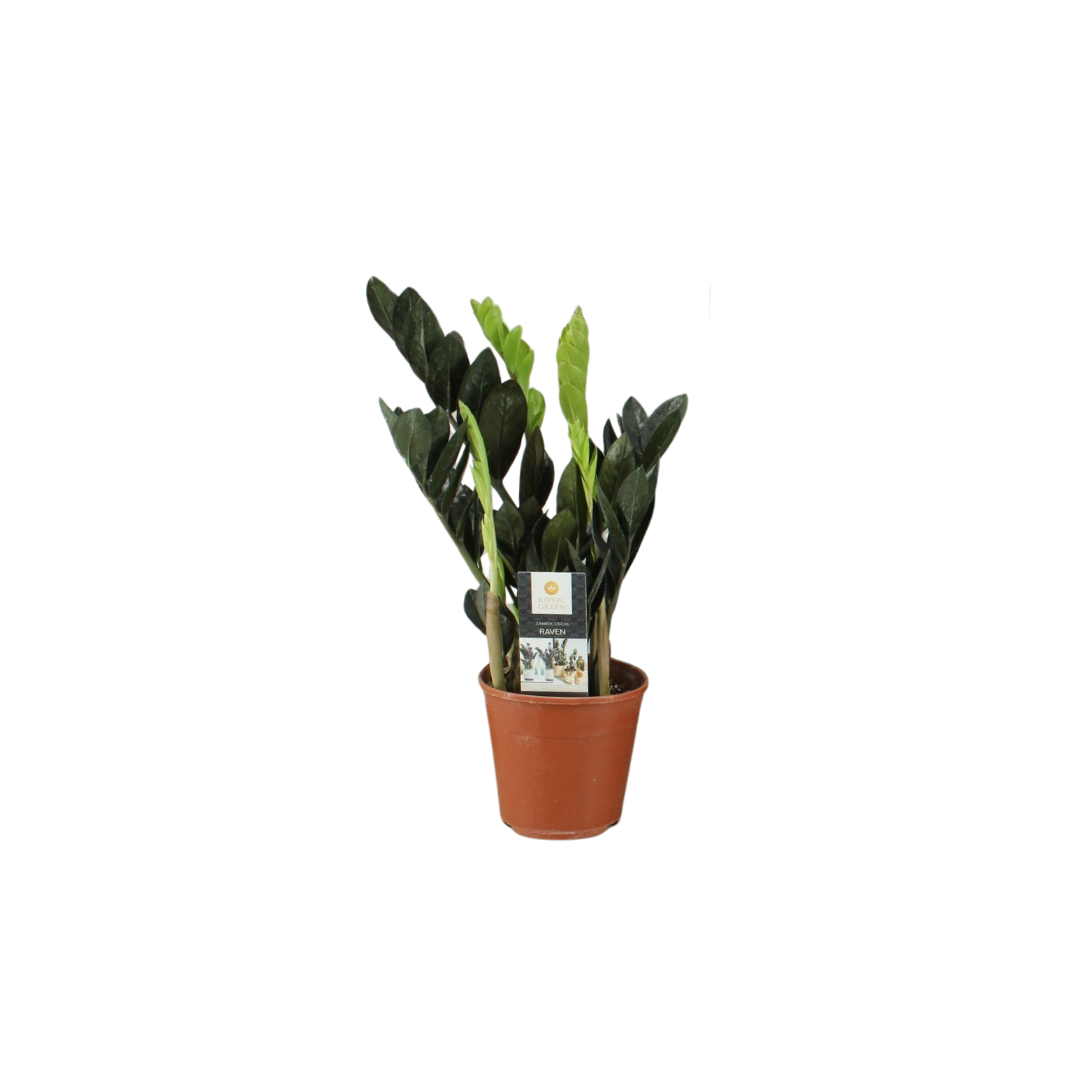 ZAMIOCULCAS ZAMIIFOLIA 'RAVEN' Zamiokulkas zamiolistny