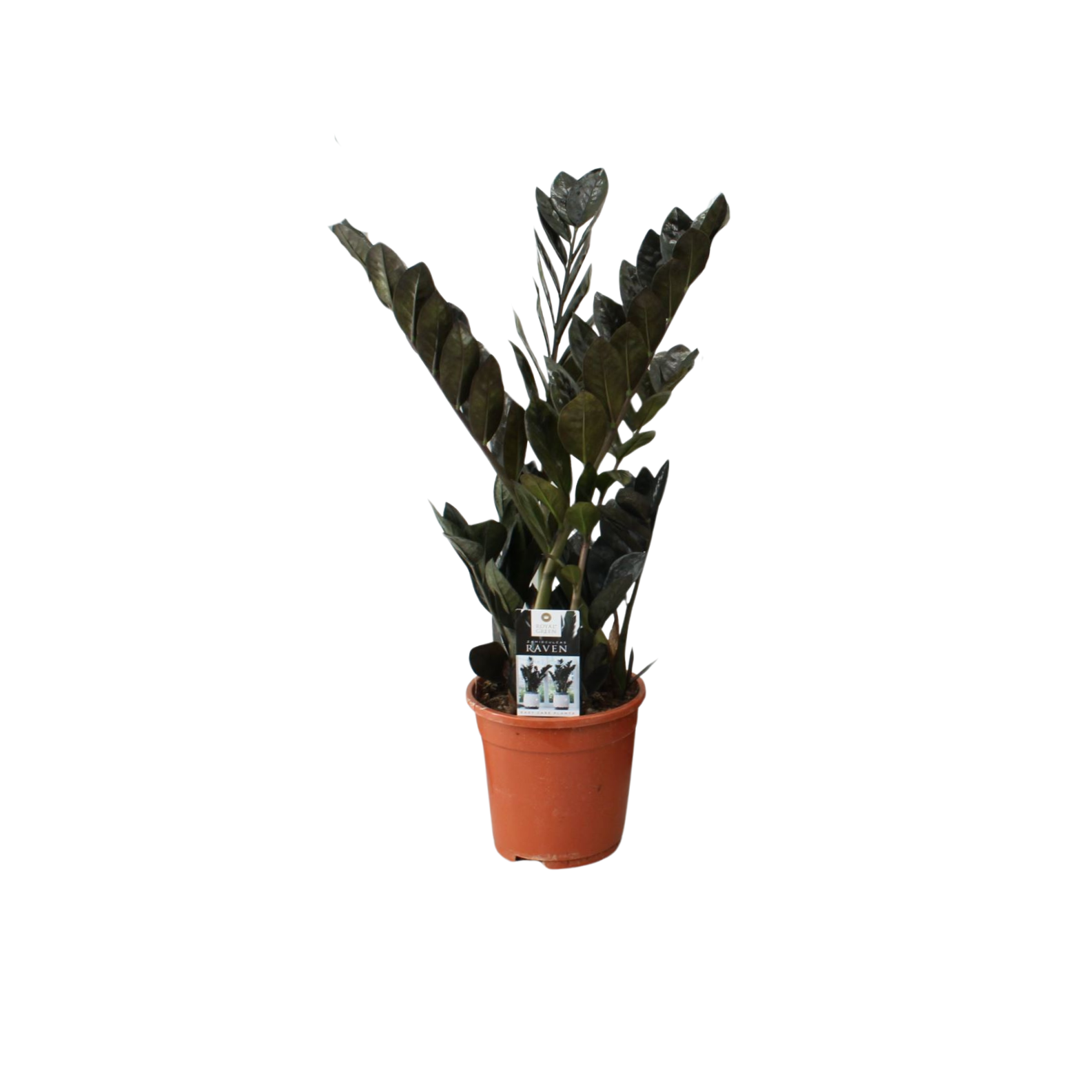 ZAMIOCULCAS ZAMIIFOLIA 'RAVEN' Zamiokulkas zamiolistny