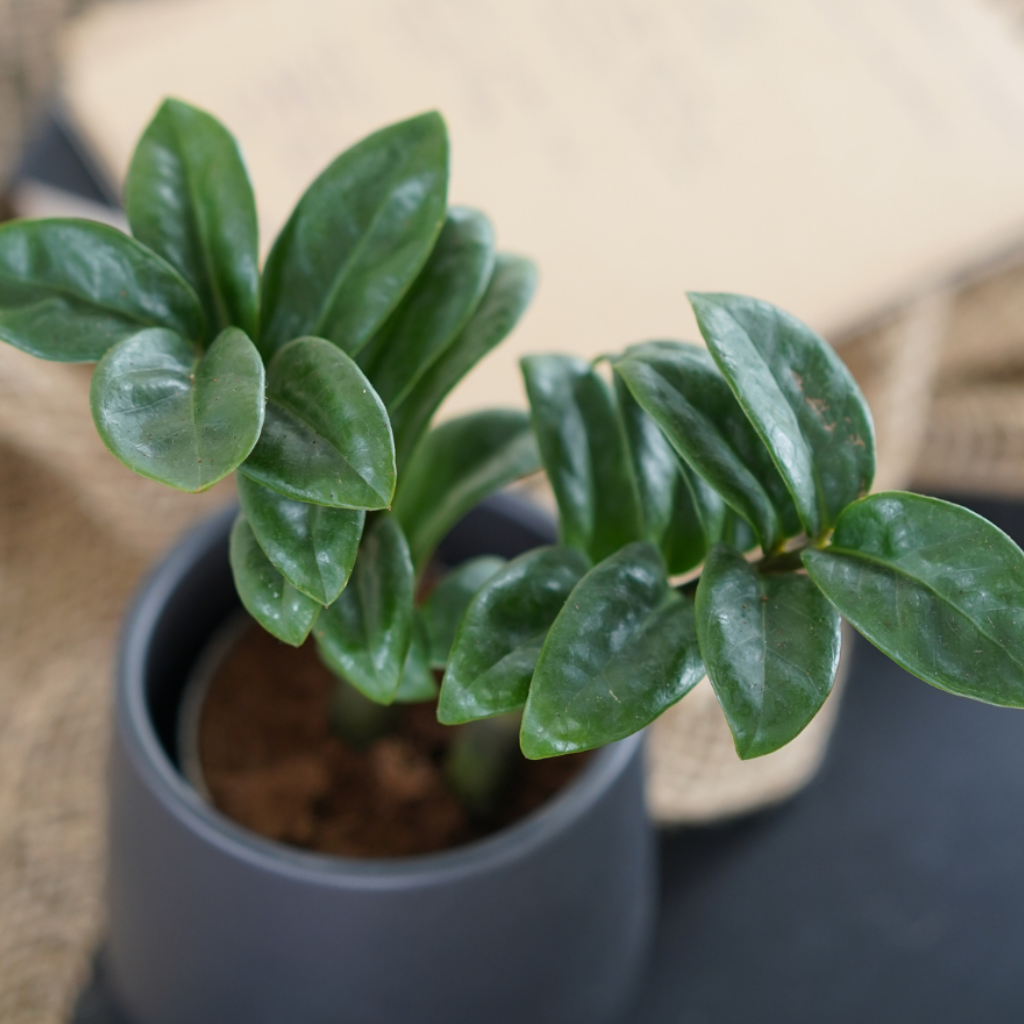 ZAMIOCULCAS ZAMIIFOLIA 'ZENZI' Zamiokulkas zamiolistny