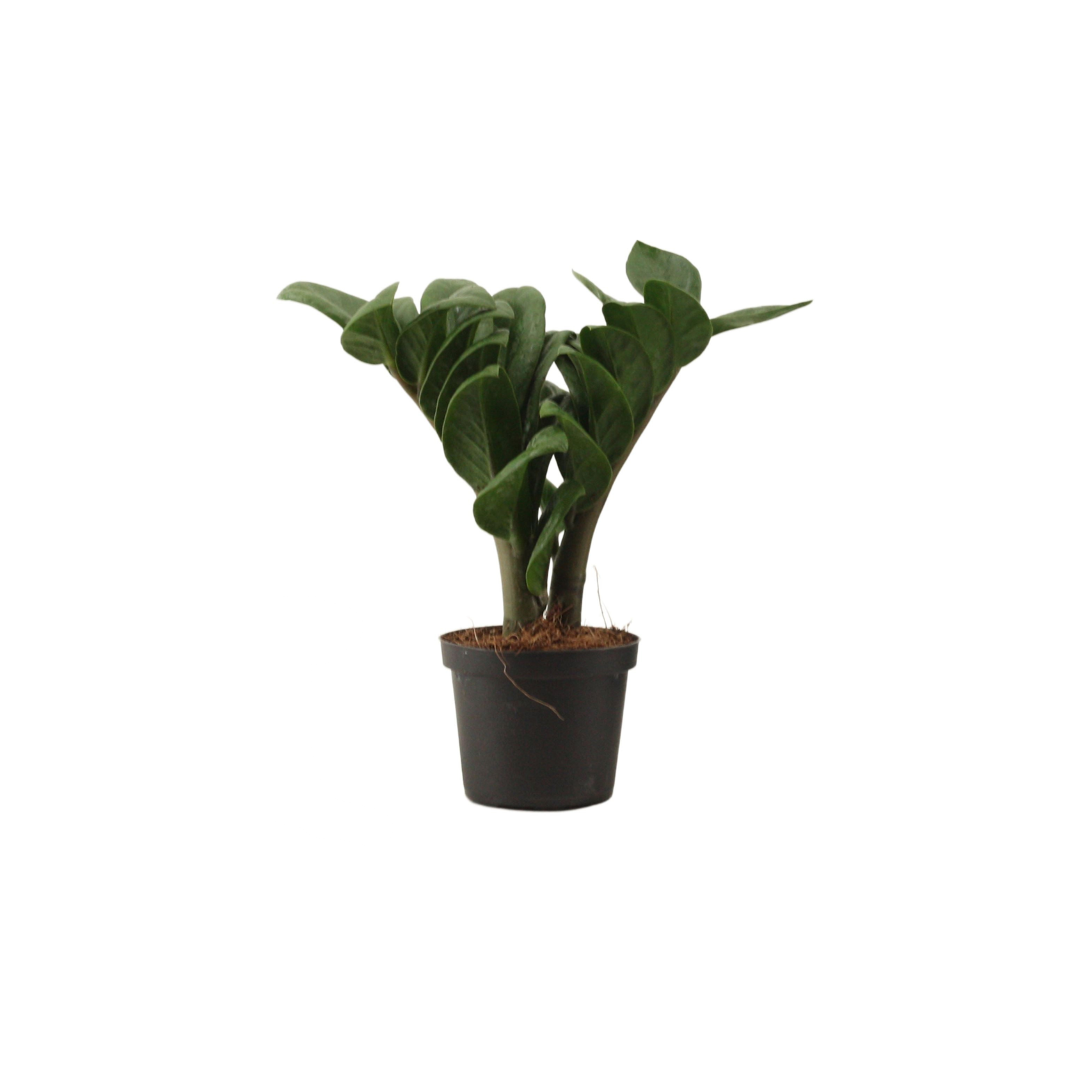 ZAMIOCULCAS ZAMIIFOLIA 'ZENZI' Zamiokulkas zamiolistny