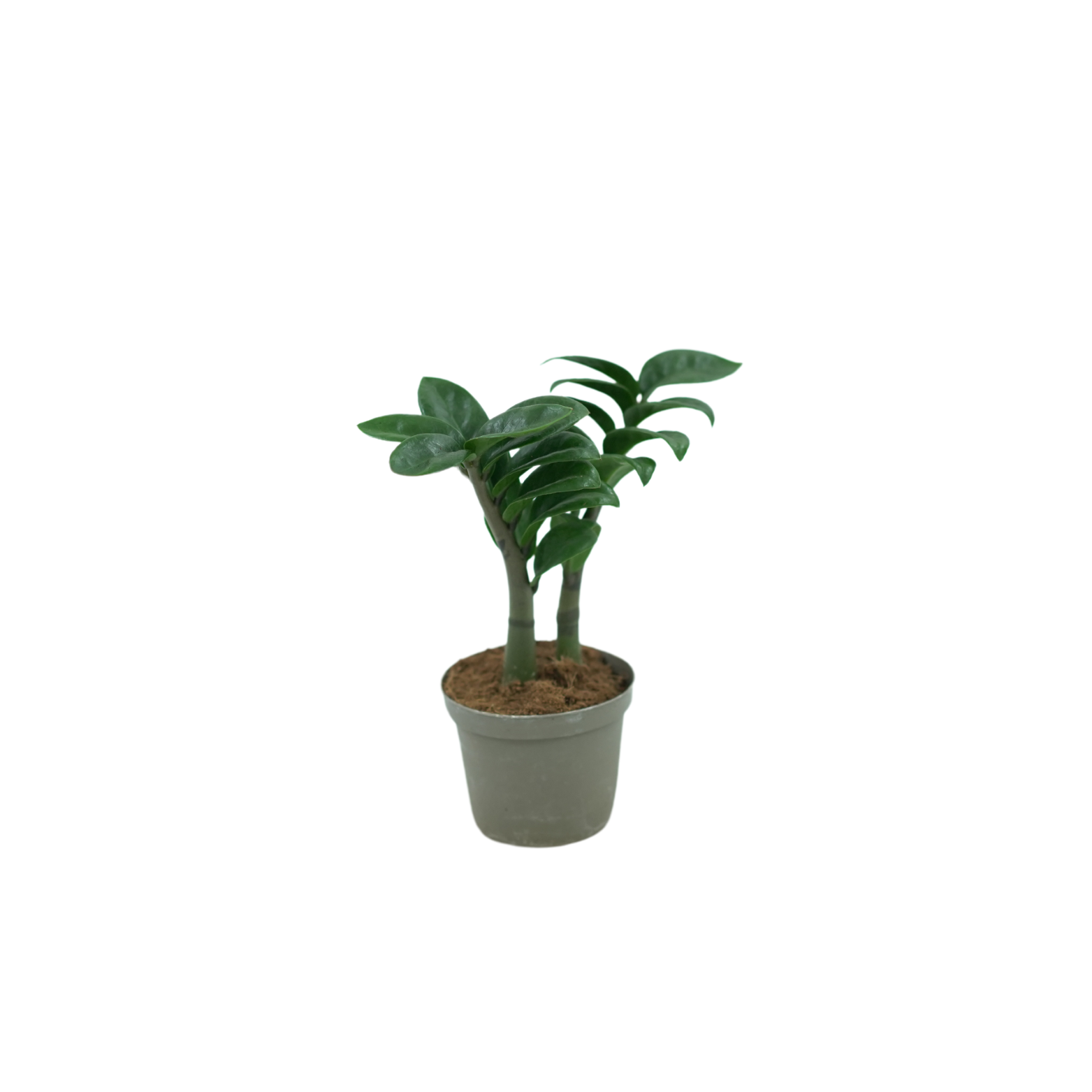 ZAMIOCULCAS ZAMIIFOLIA 'ZENZI' Zamiokulkas zamiolistny