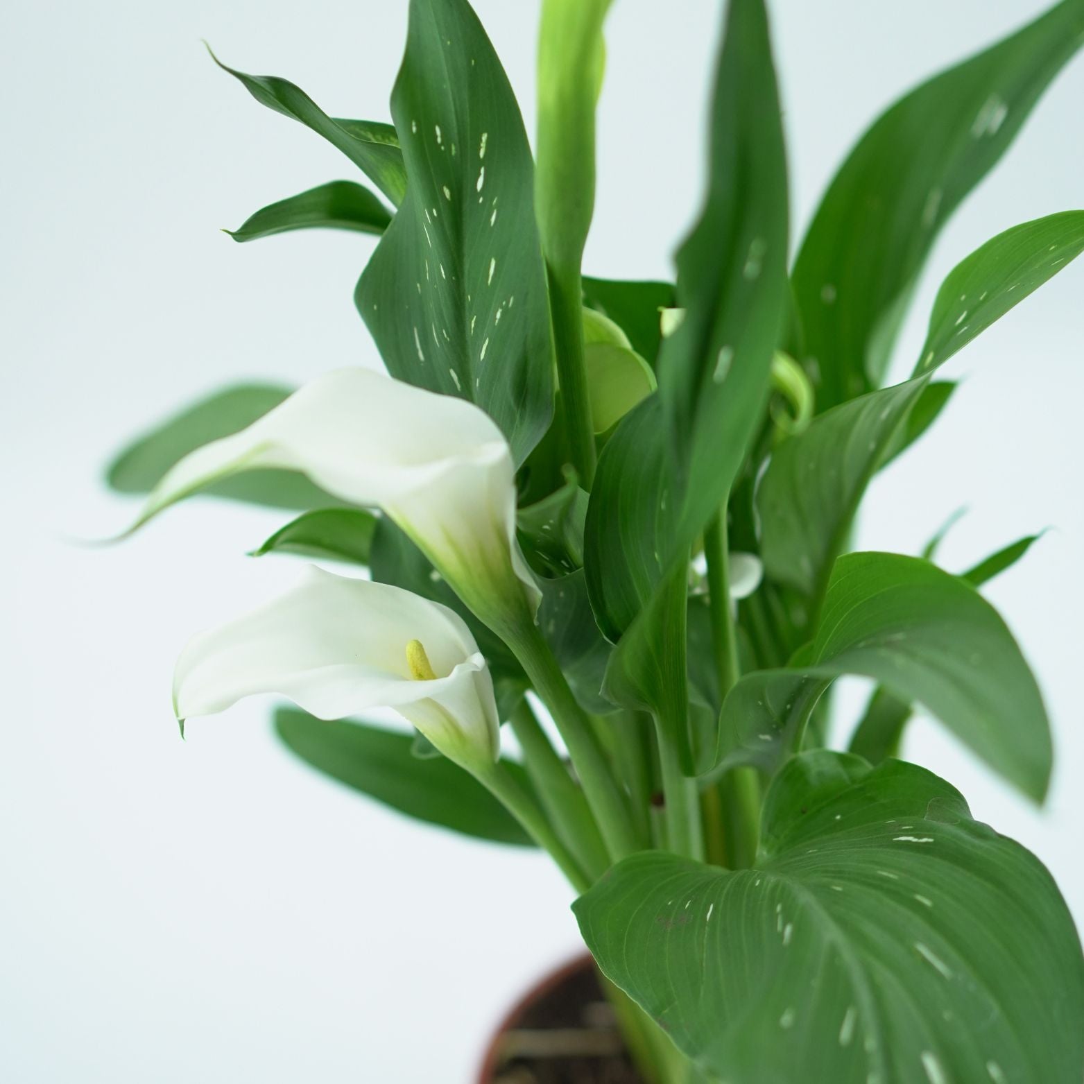 ZANTEDESCHIA Kalia