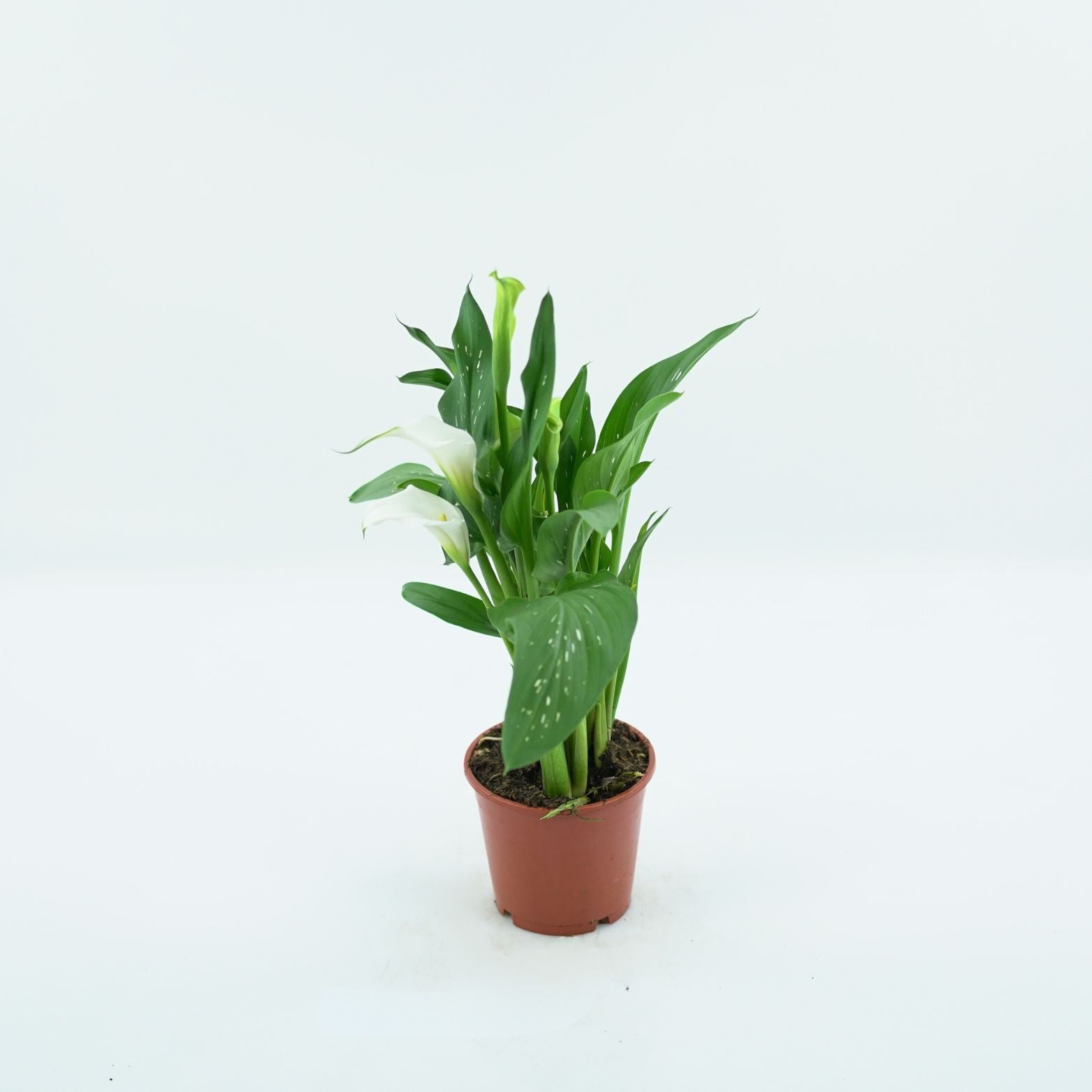 ZANTEDESCHIA Kalia