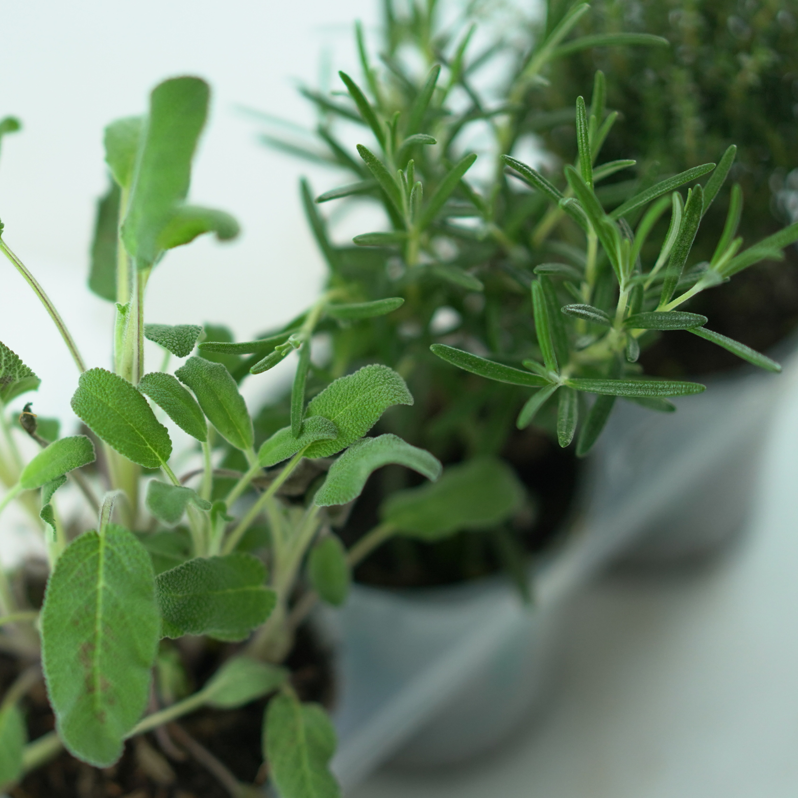 Zestaw ziół - idealny do mięs