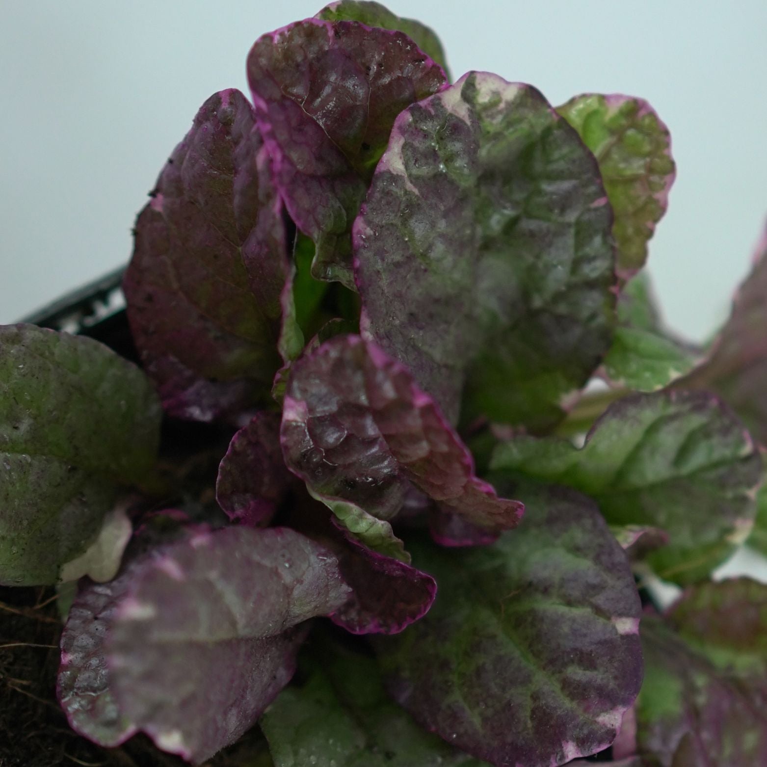 AJUGA REPTANS 'Burgundy Glow' Dąbrówka rozłogowa