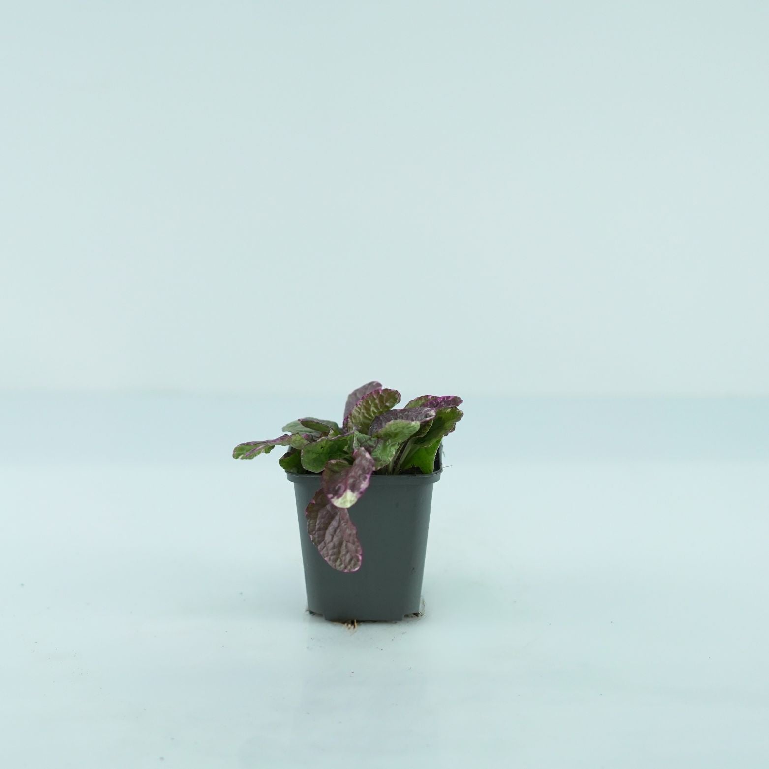 AJUGA REPTANS 'Burgundy Glow' Dąbrówka rozłogowa