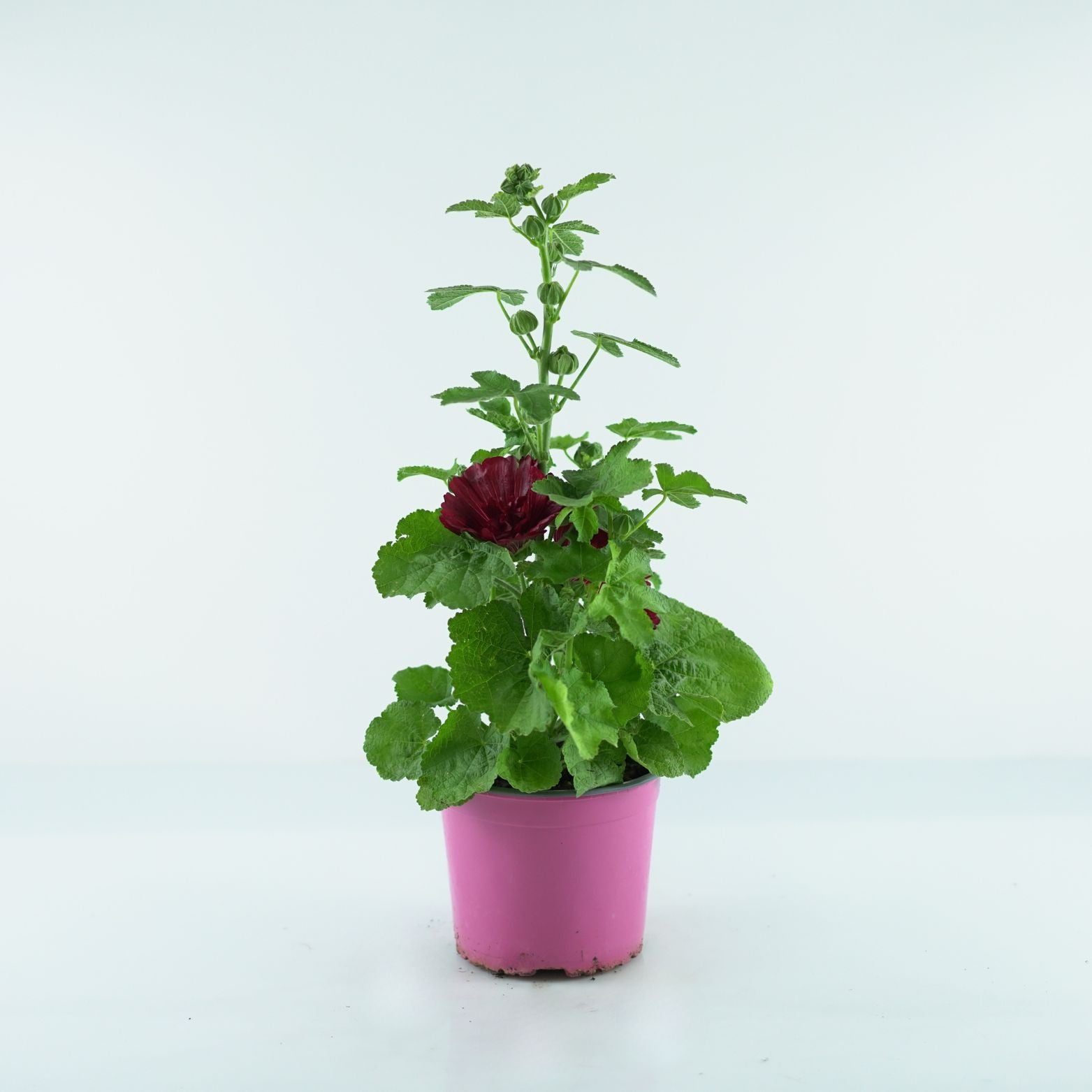 ALCEA Malwa
