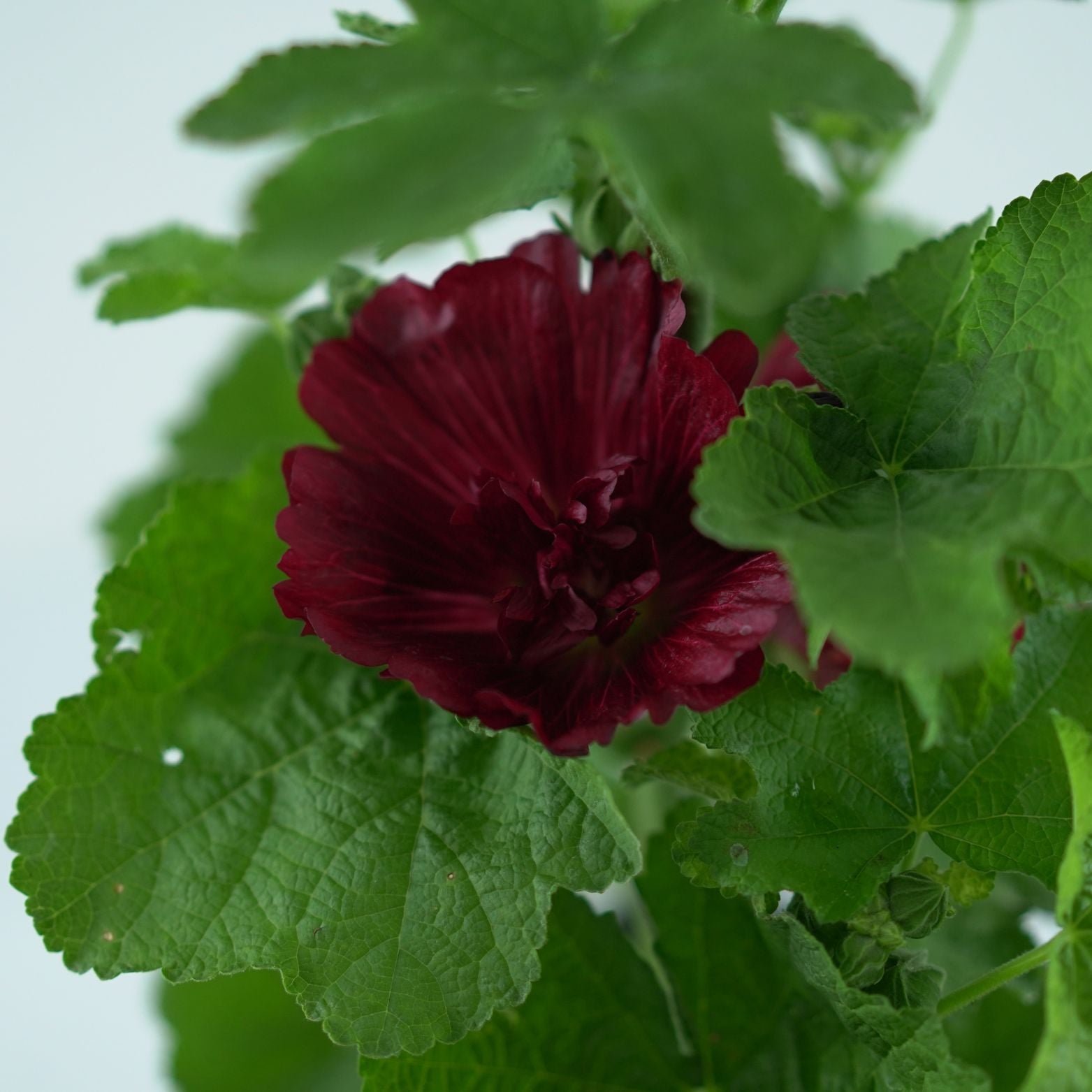 ALCEA Malwa