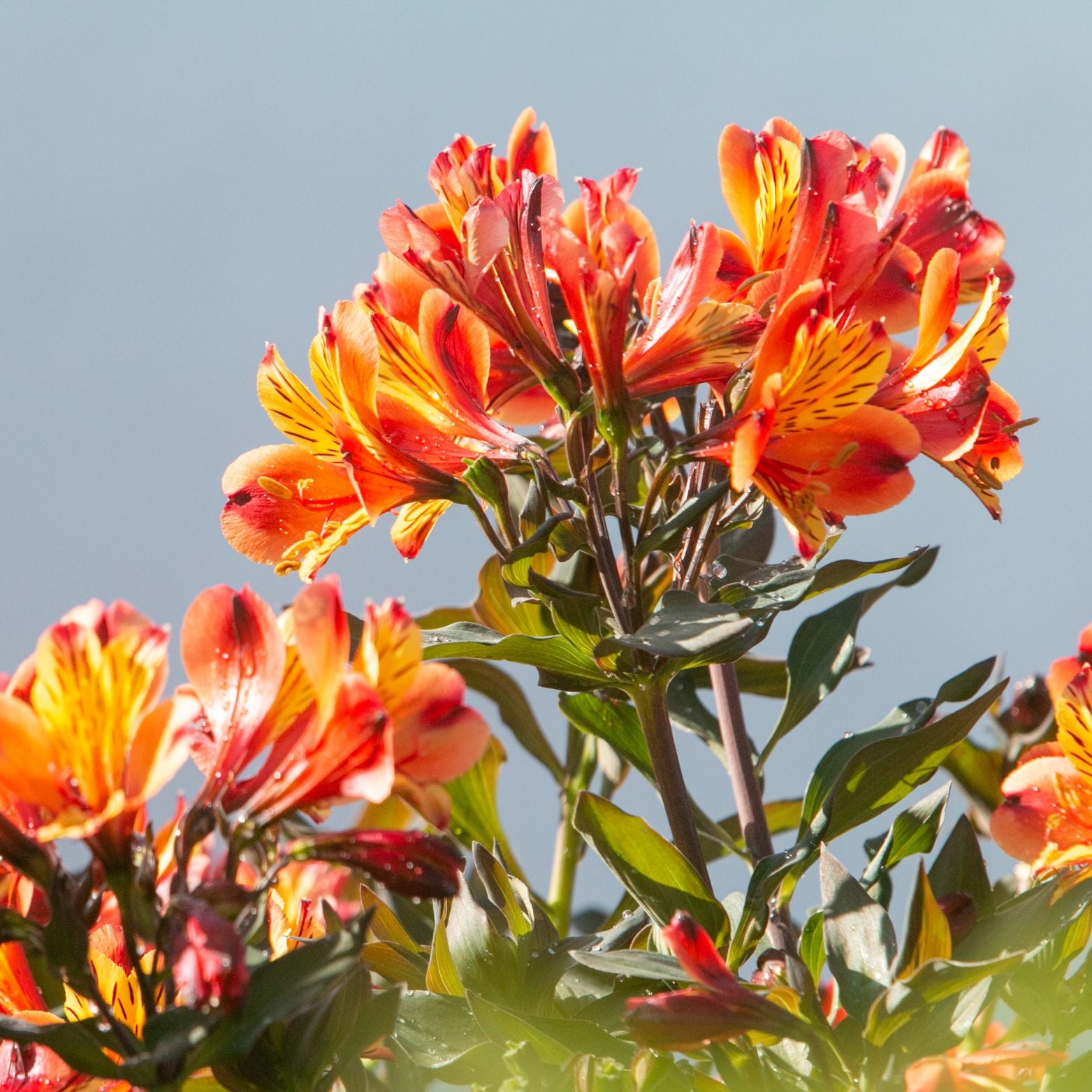 ALSTROEMARIA 'Indian Summer Tesronto' Alstremeria