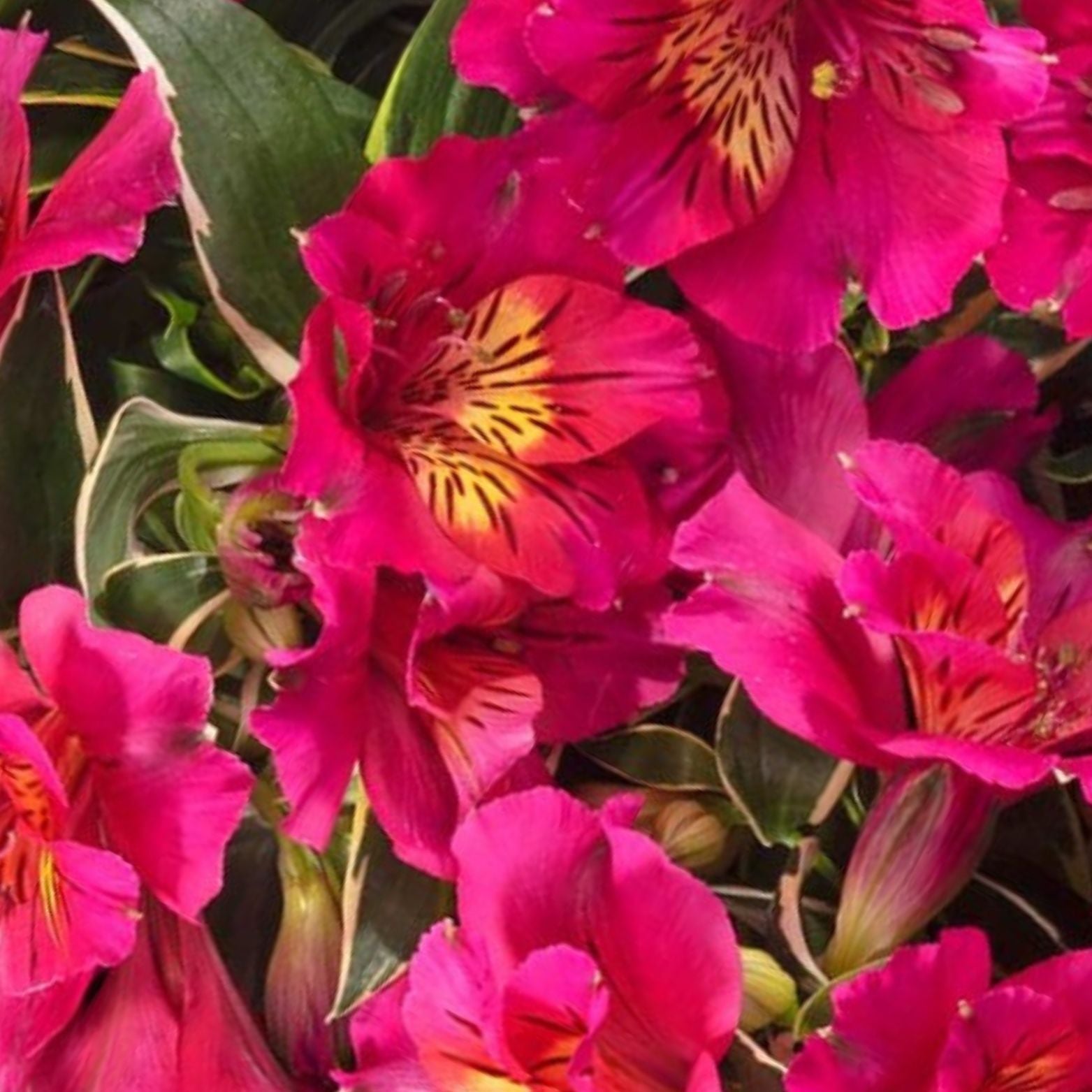 ALSTROEMERIA 'River Valley Tessumriver' Alstremeria