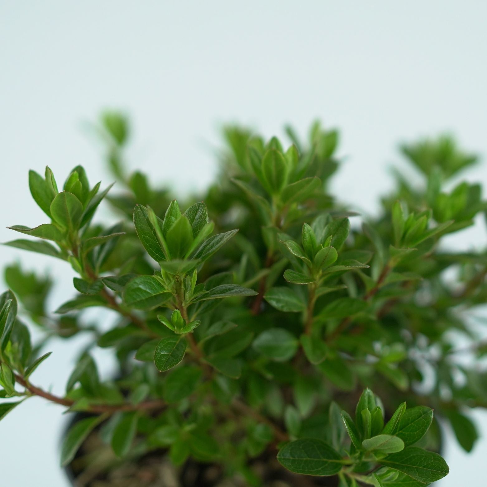AZALEA JAPONICA 'Anne Frank' Azalia