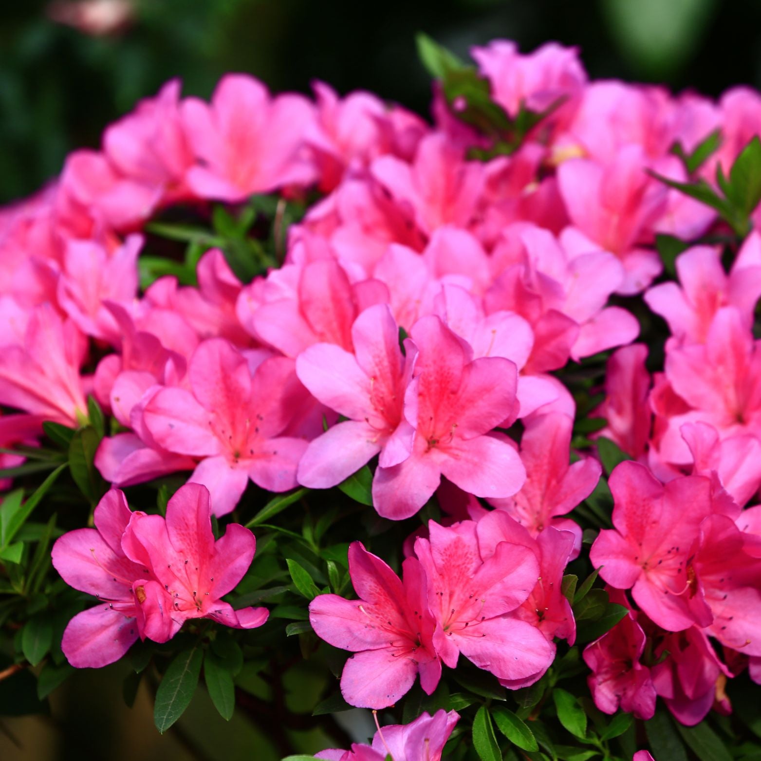 AZALEA JAPONICA 'Anne Frank' Azalia