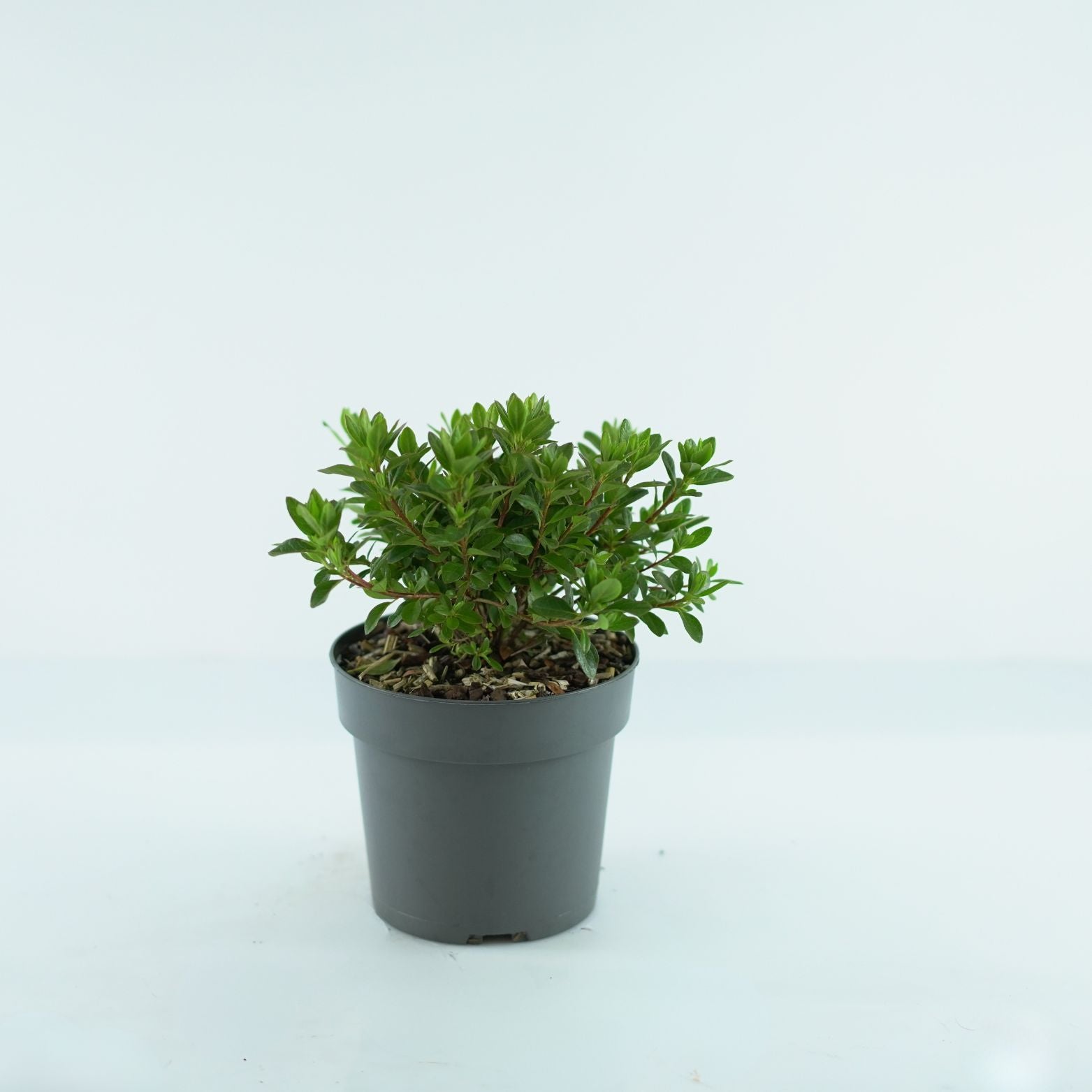 AZALEA JAPONICA 'Anne Frank' Azalia