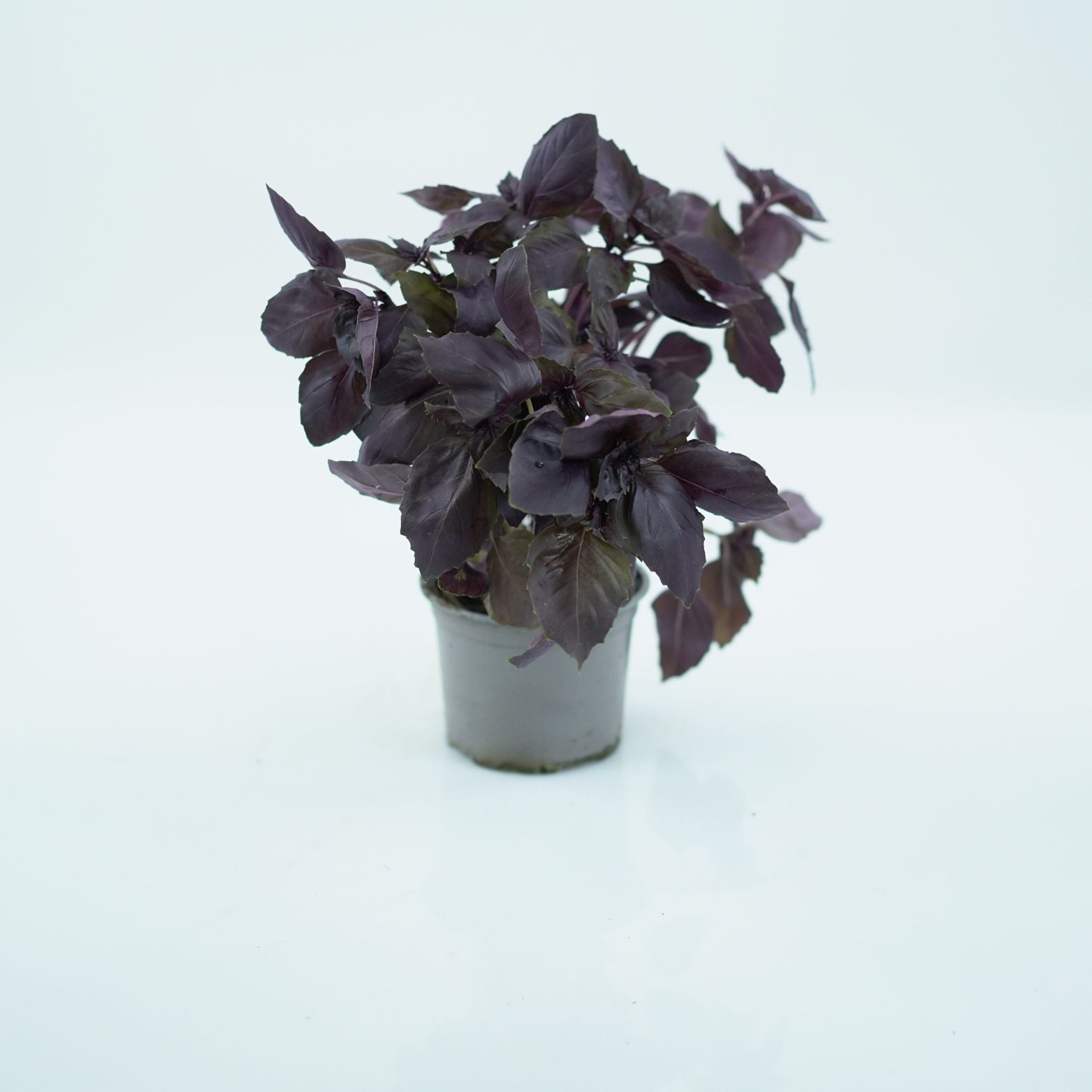 OCIMUM BASILICUM Bazylia