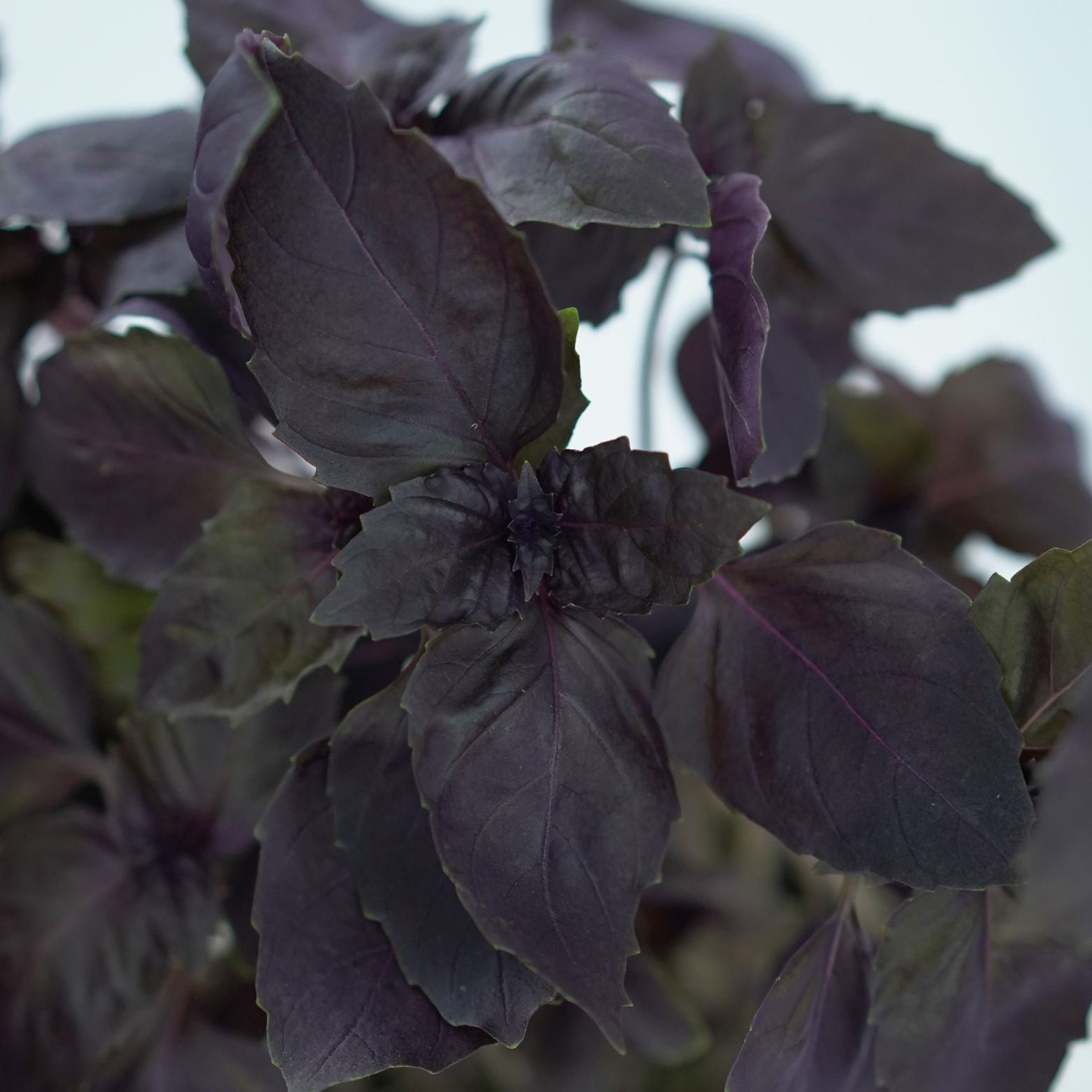 OCIMUM BASILICUM Bazylia