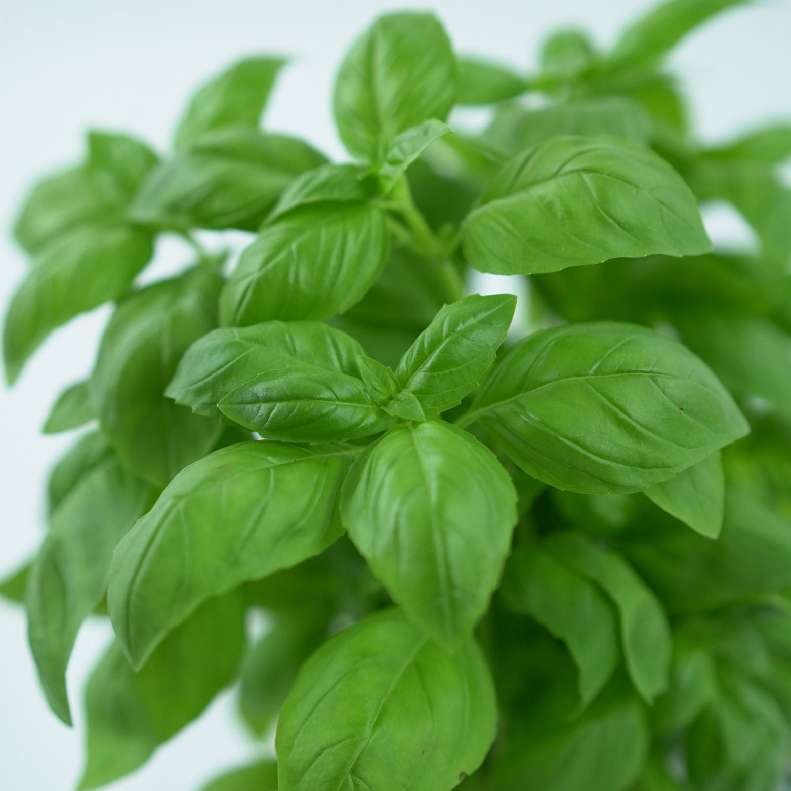 OCIMUM BASILICUM Bazylia