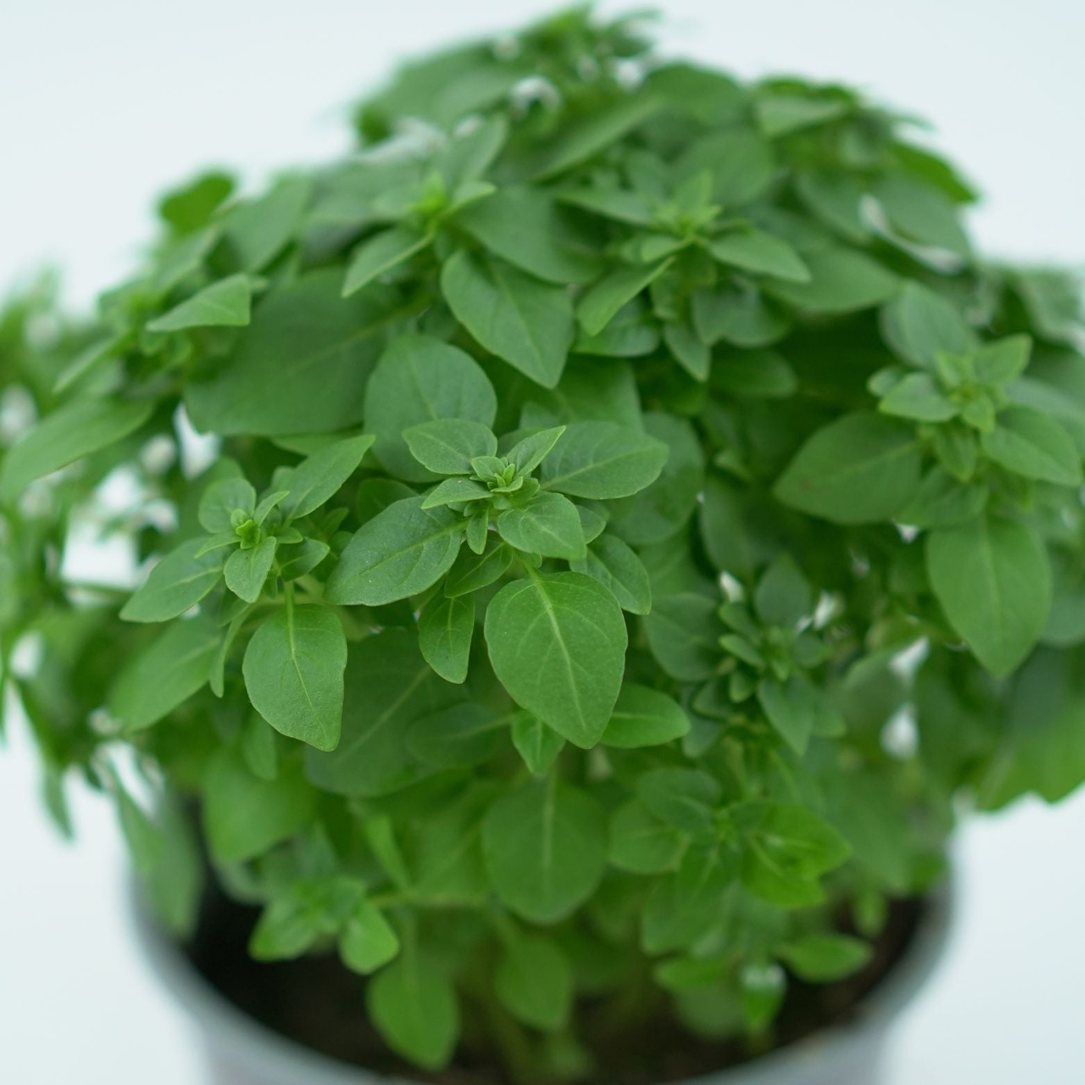 OCIMUM BASILICUM Bazylia